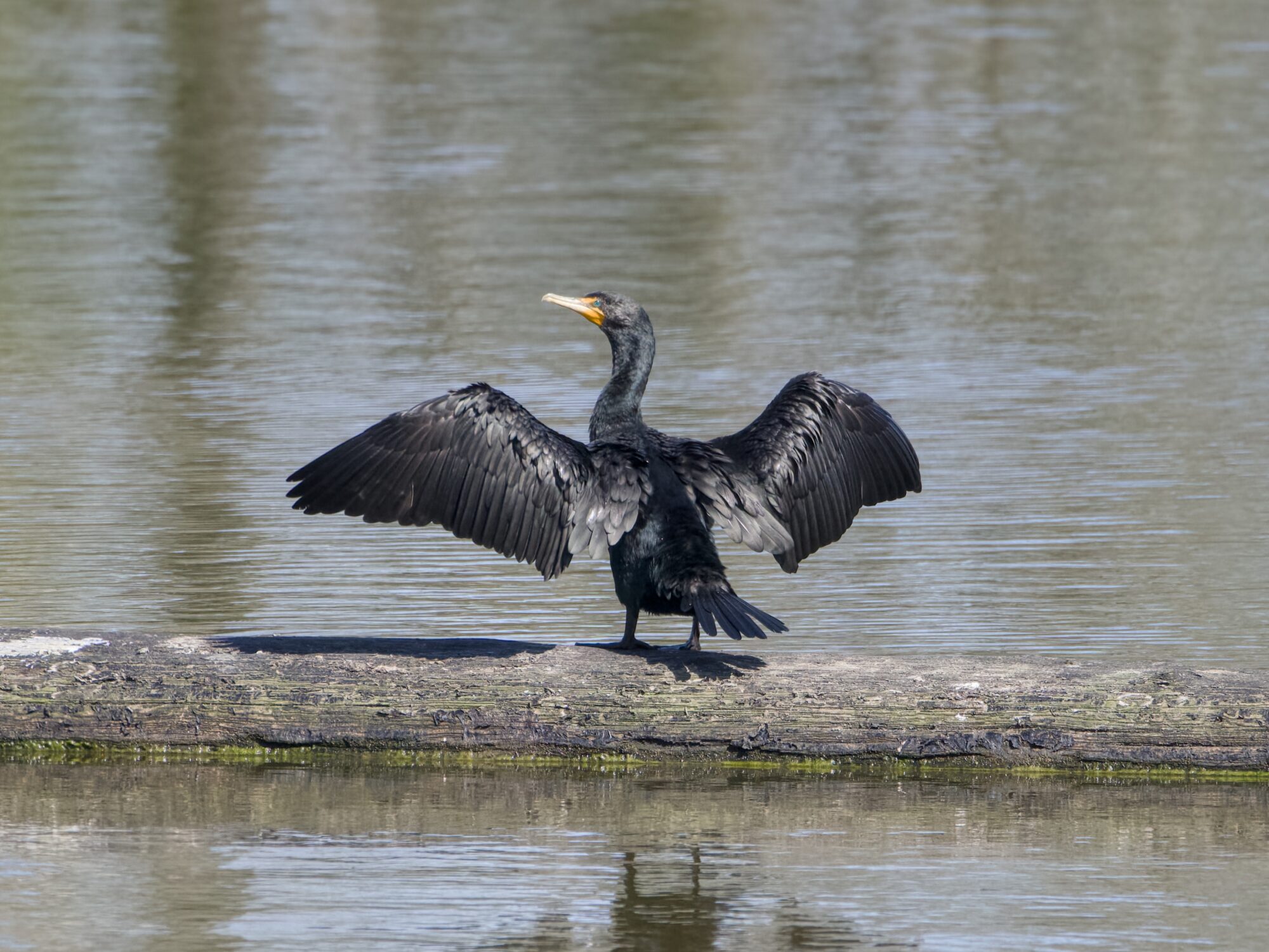 A Double-crested Cormorant on a log in the middle of the water, airing its wings with its back to me