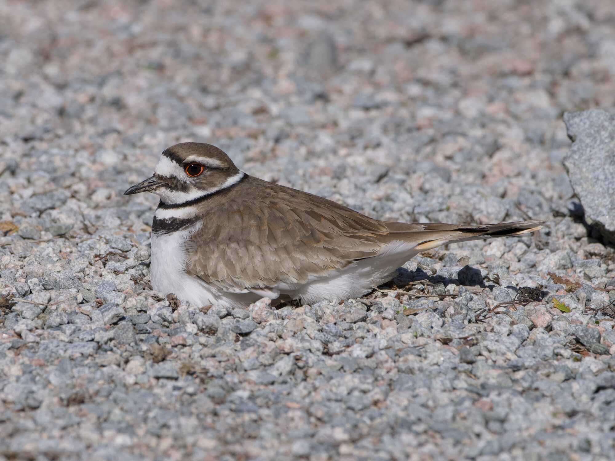A Killdeer crouched down on a gravelly ground