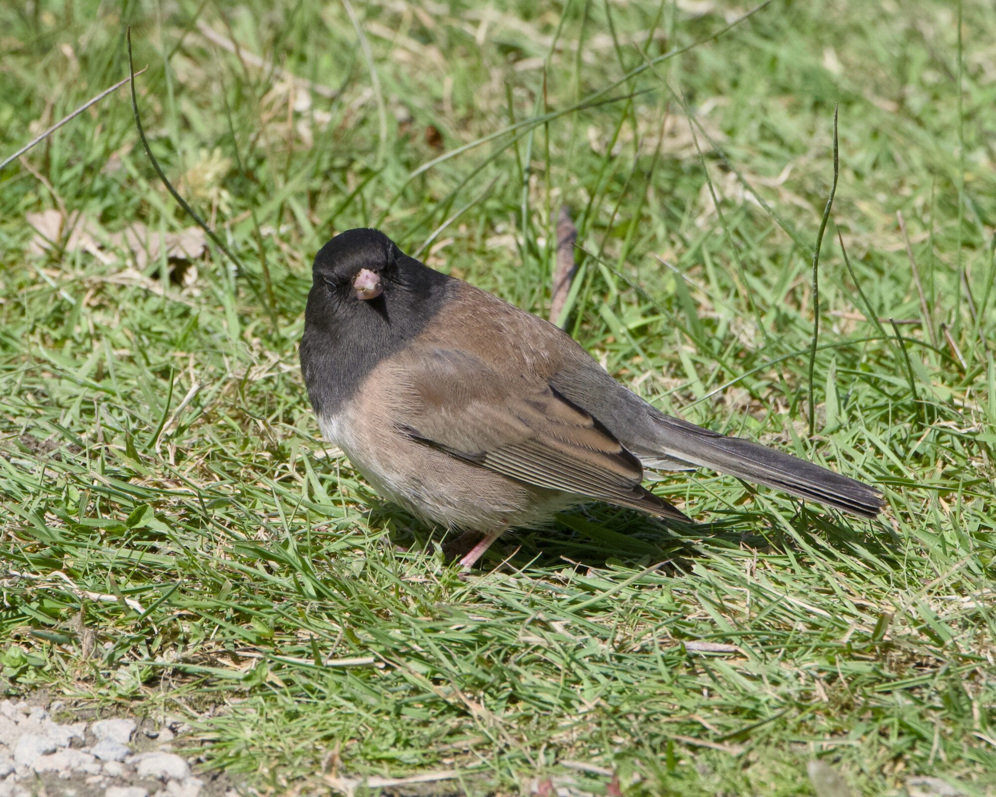 A Dark-eyed Junco sitting in short grass, body in profile but turning its head to look in my direction