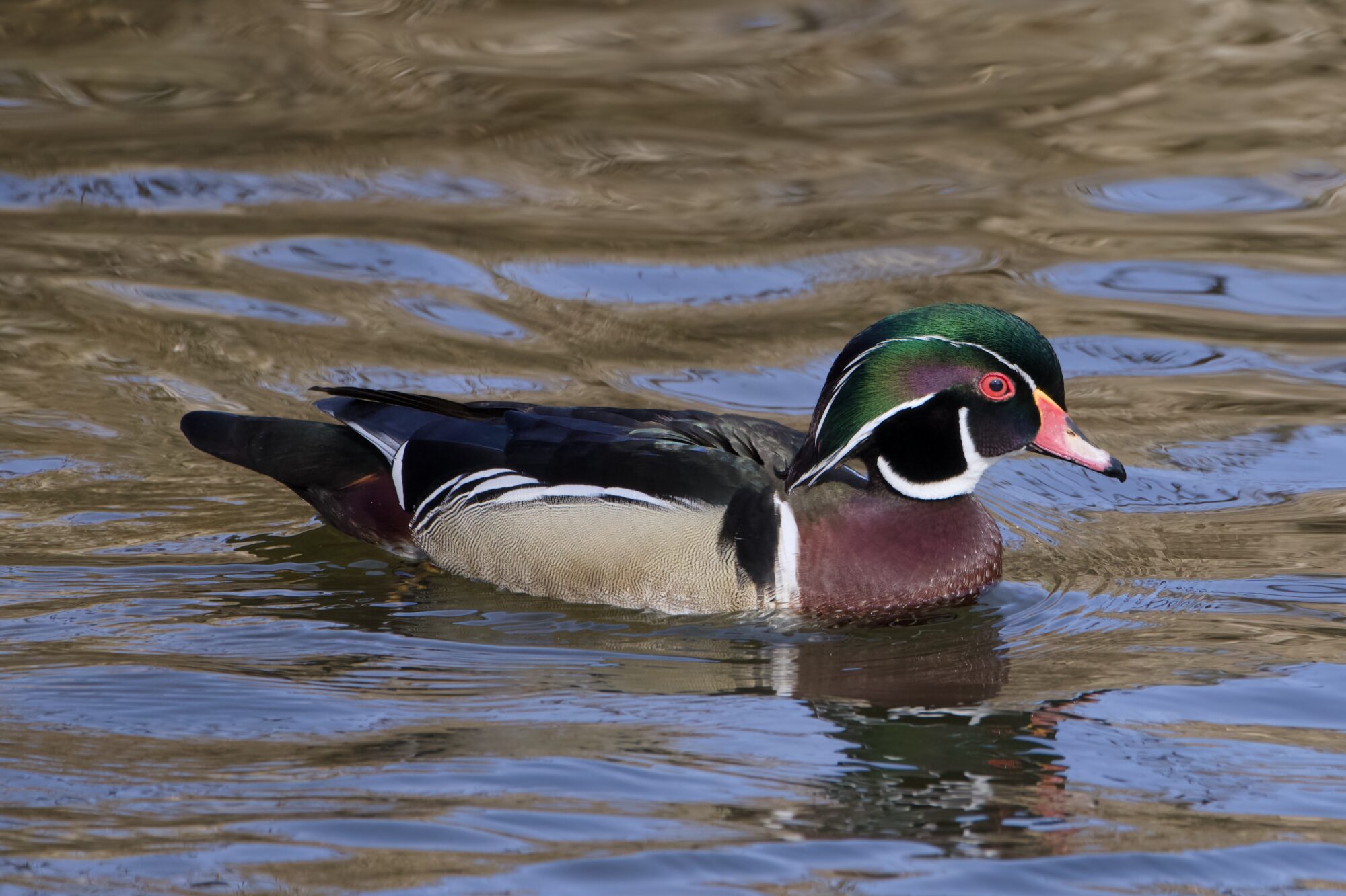 A male Wood Duck swimming along