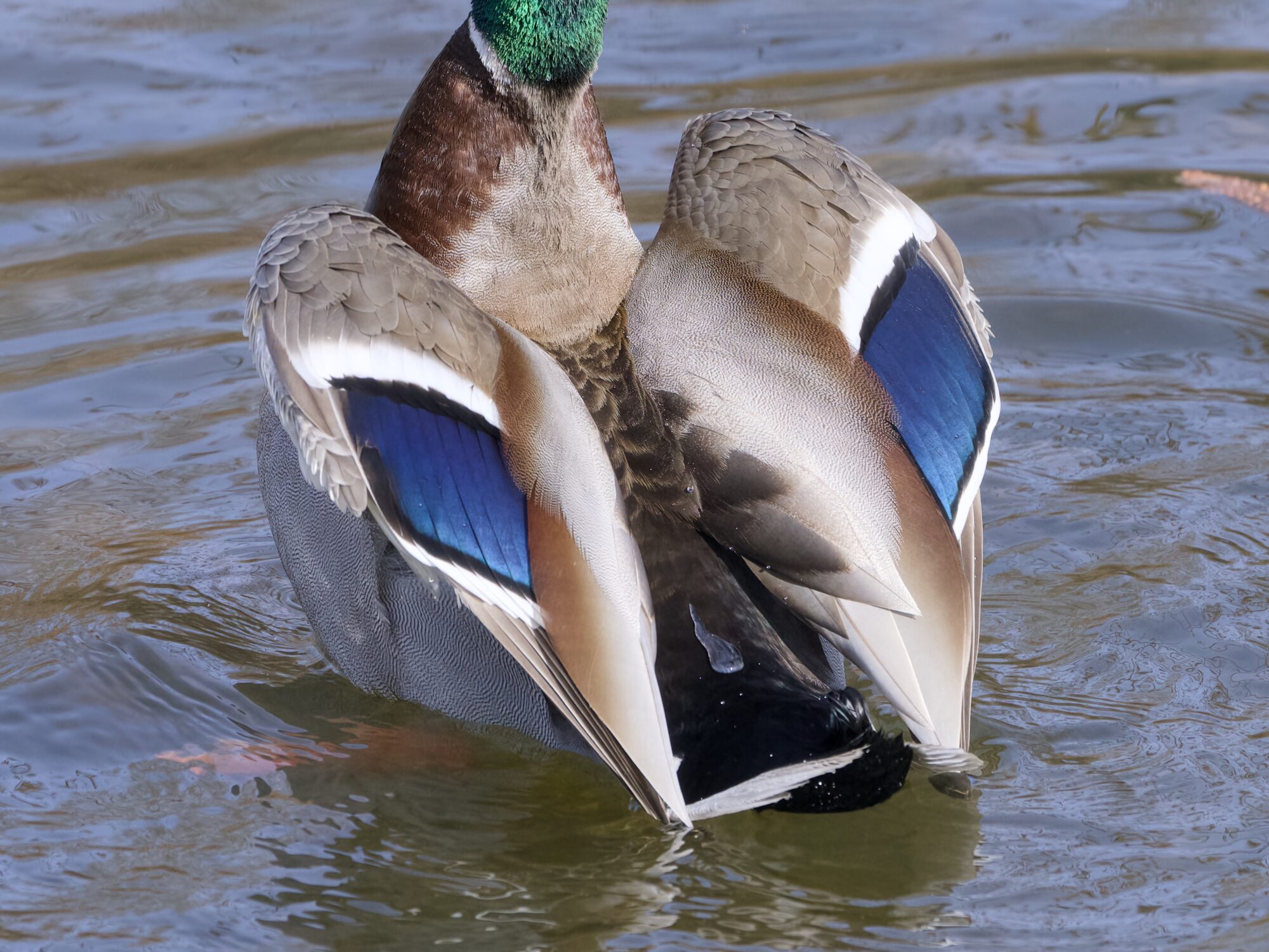 Close up of a male Mallard's back and slightly open wings. The blue iridescent speculums are clearly visible