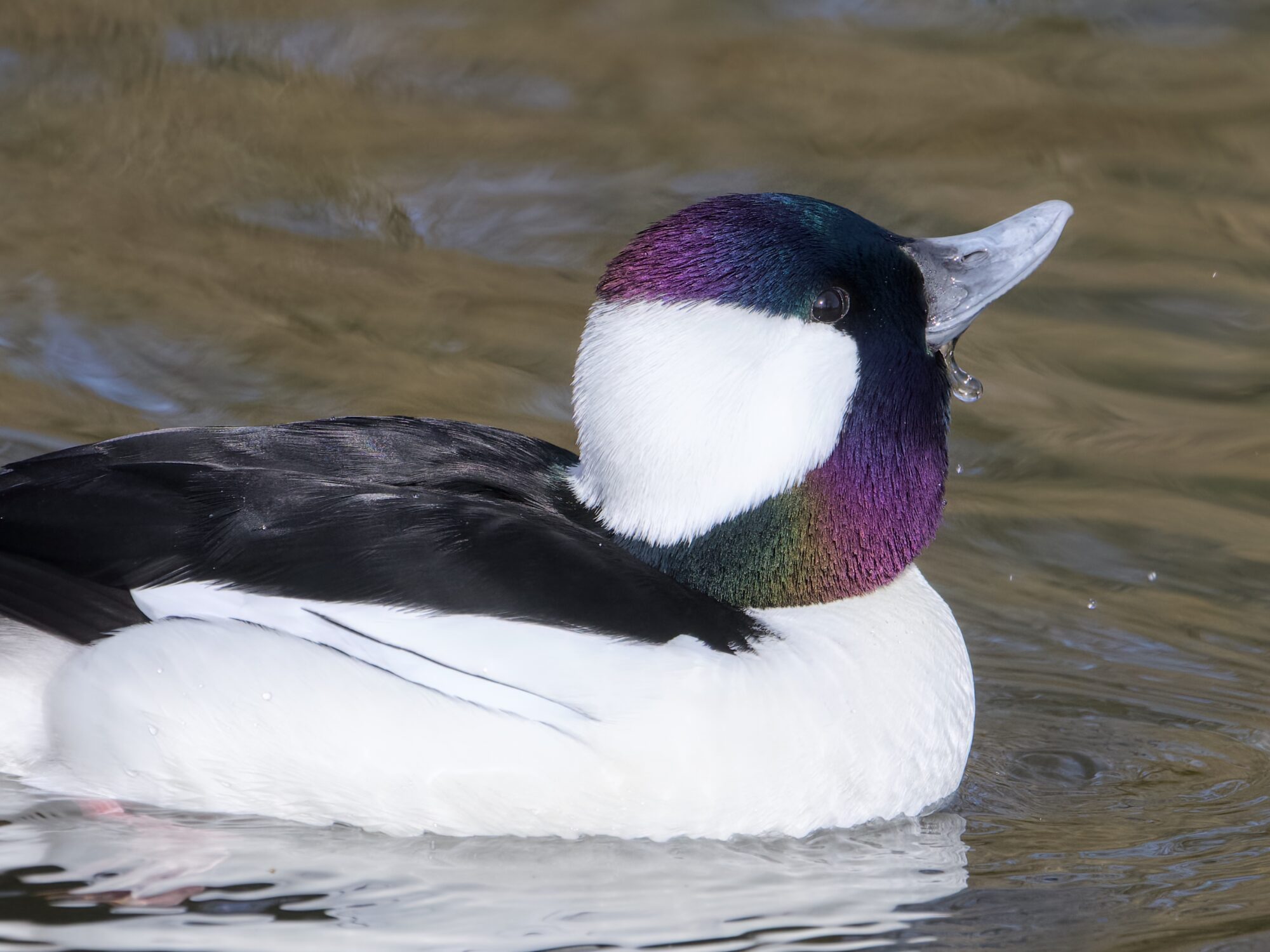 Closeup of a male Bufflehead, raising his bill to swallow water. A drop is falling from the corner of his bill. His head iridescence is very visible