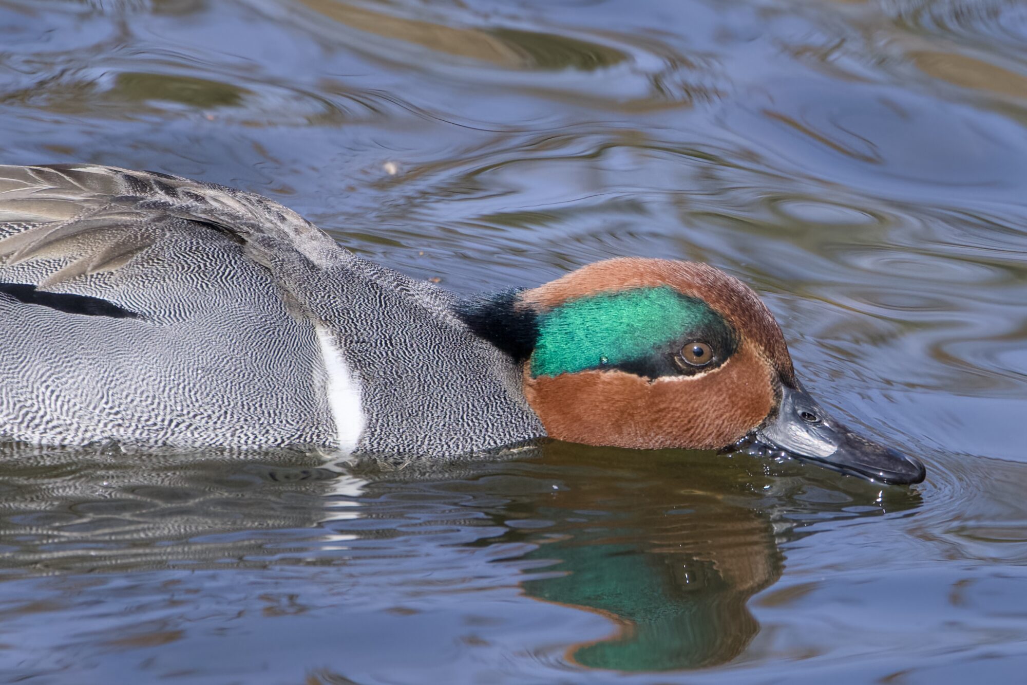 Closeup of a male Green-winged Teal's head and chest, as he lowers his head to the water to drink