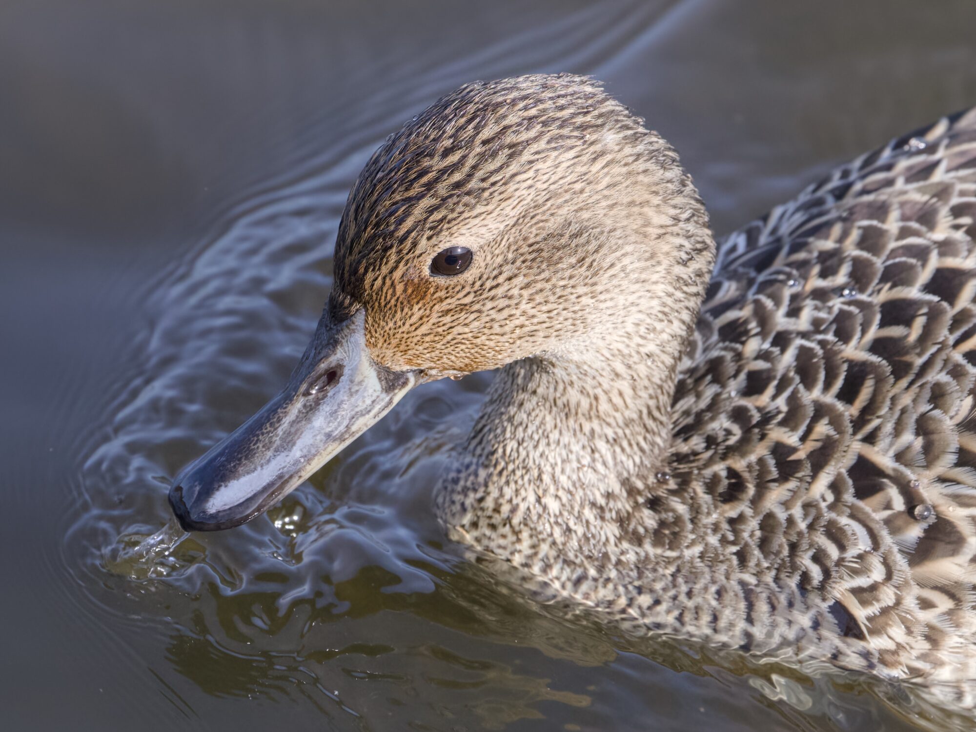 Closeup of a female Norther Pintail dragging her bill in the water