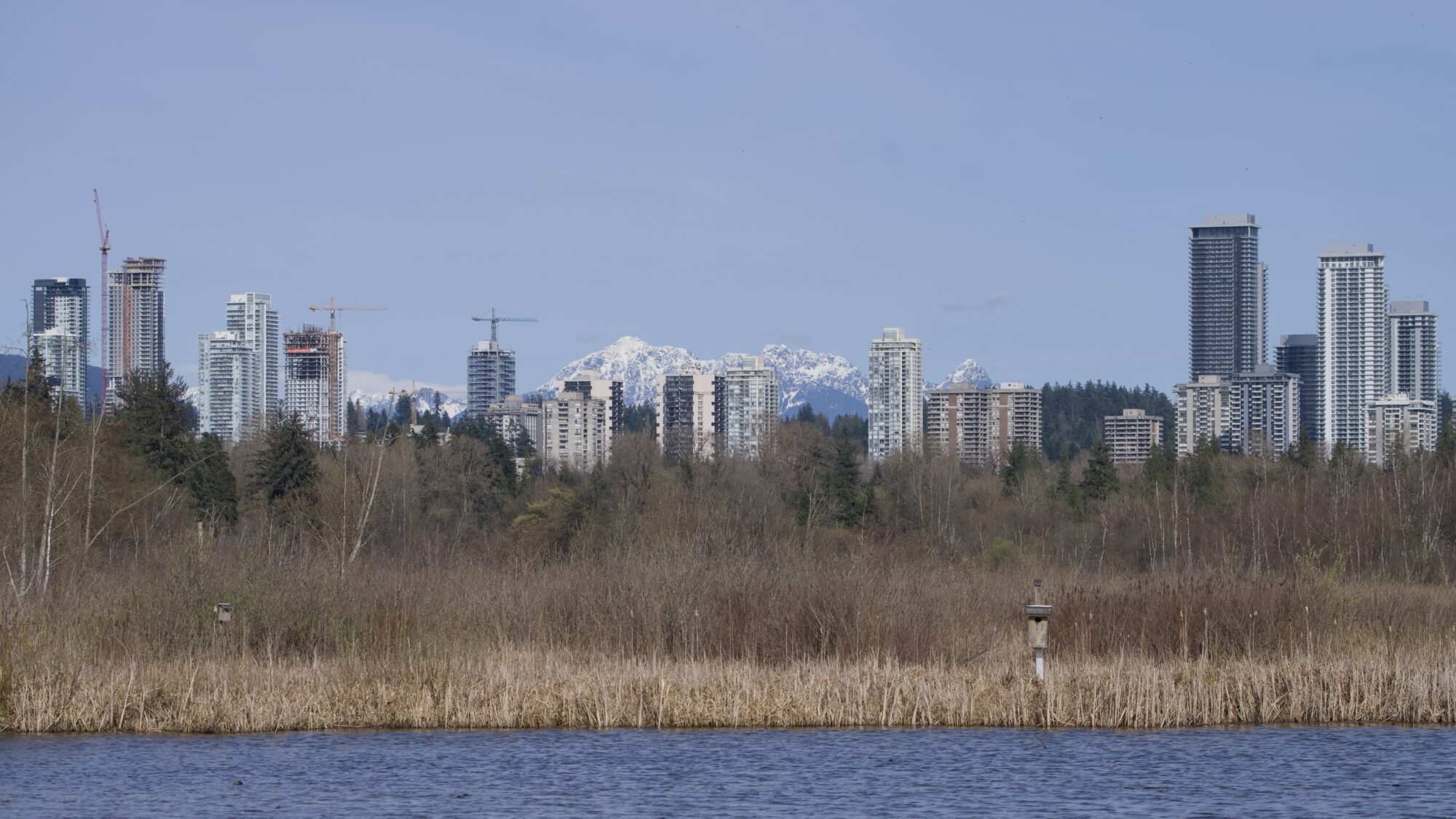View east from the pier, of a lot of office / apartment towers. There are mountains behind them. Foreground are water, then a yellow reedy shoreline, then some trees. A single nest box stands at the water's edge