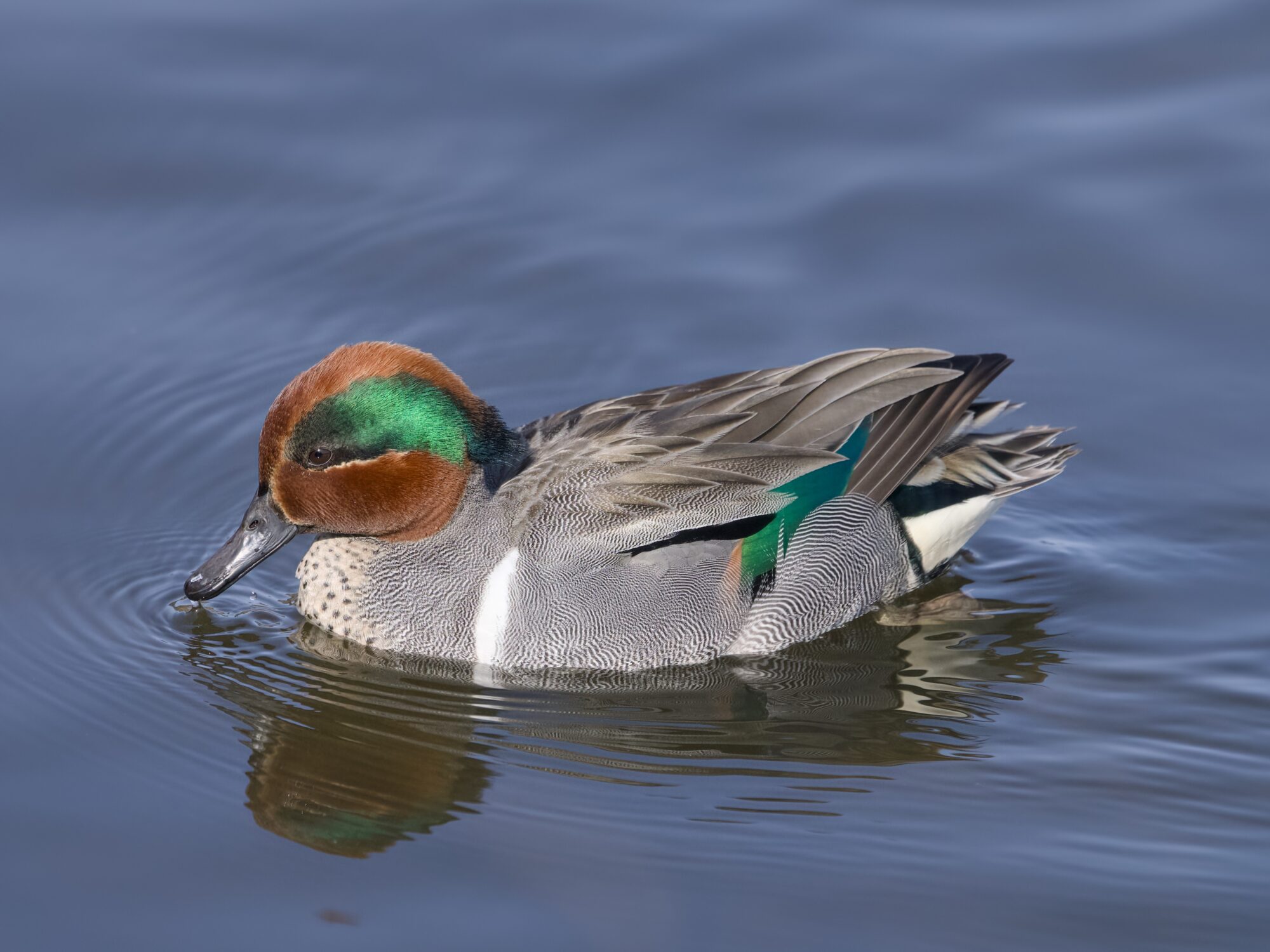 A male Green-winged Teal swimming along, lightly dipping his bill in the water