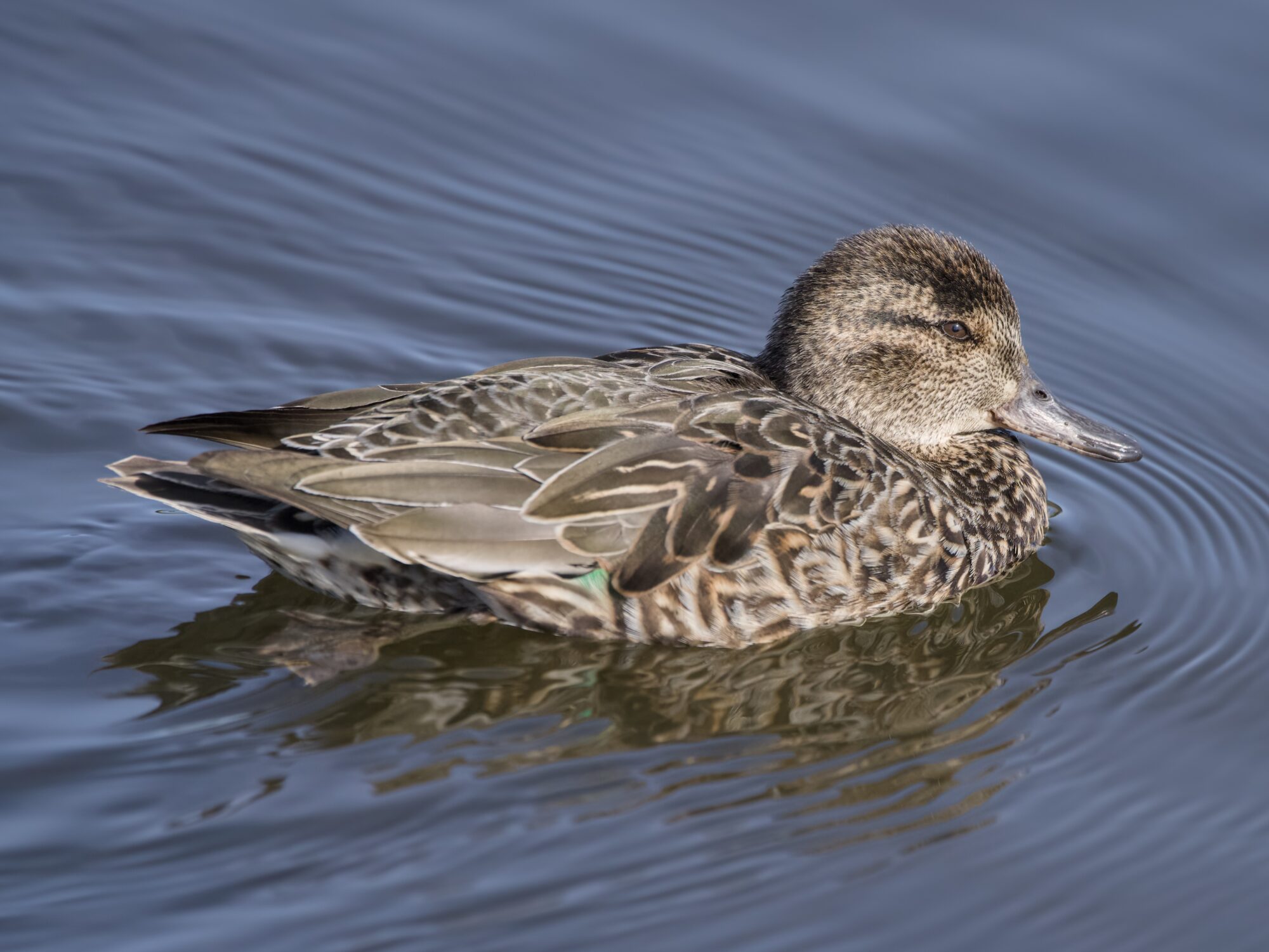 A female Green-winged Teal swimming along, seen from the side. We can see just a little bit of her bright green speculum