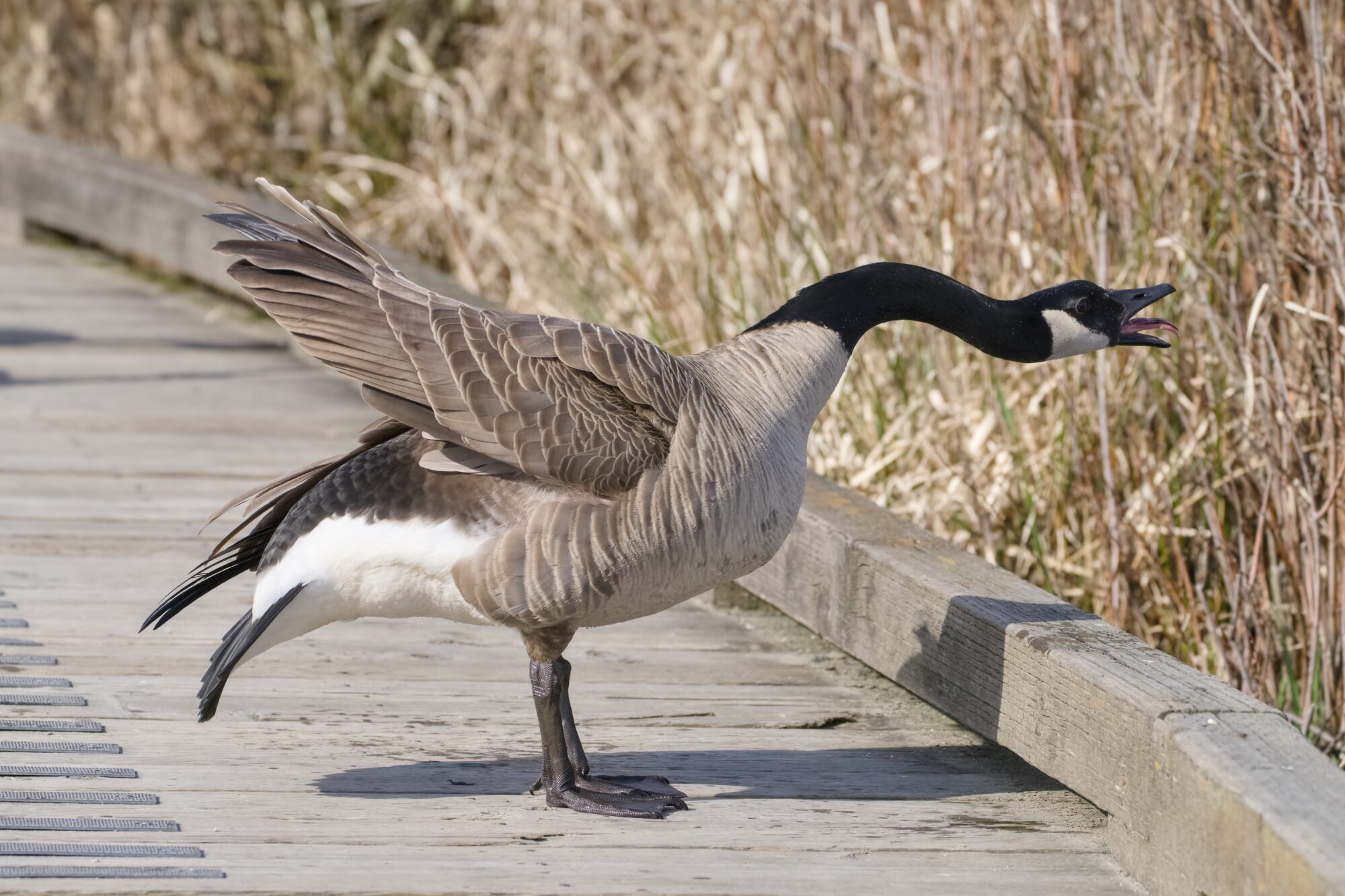 A Canada Goose on the wooden pier, just going wild and honking with its neck all wiggly, wings partly spread and weird tongue sticking out