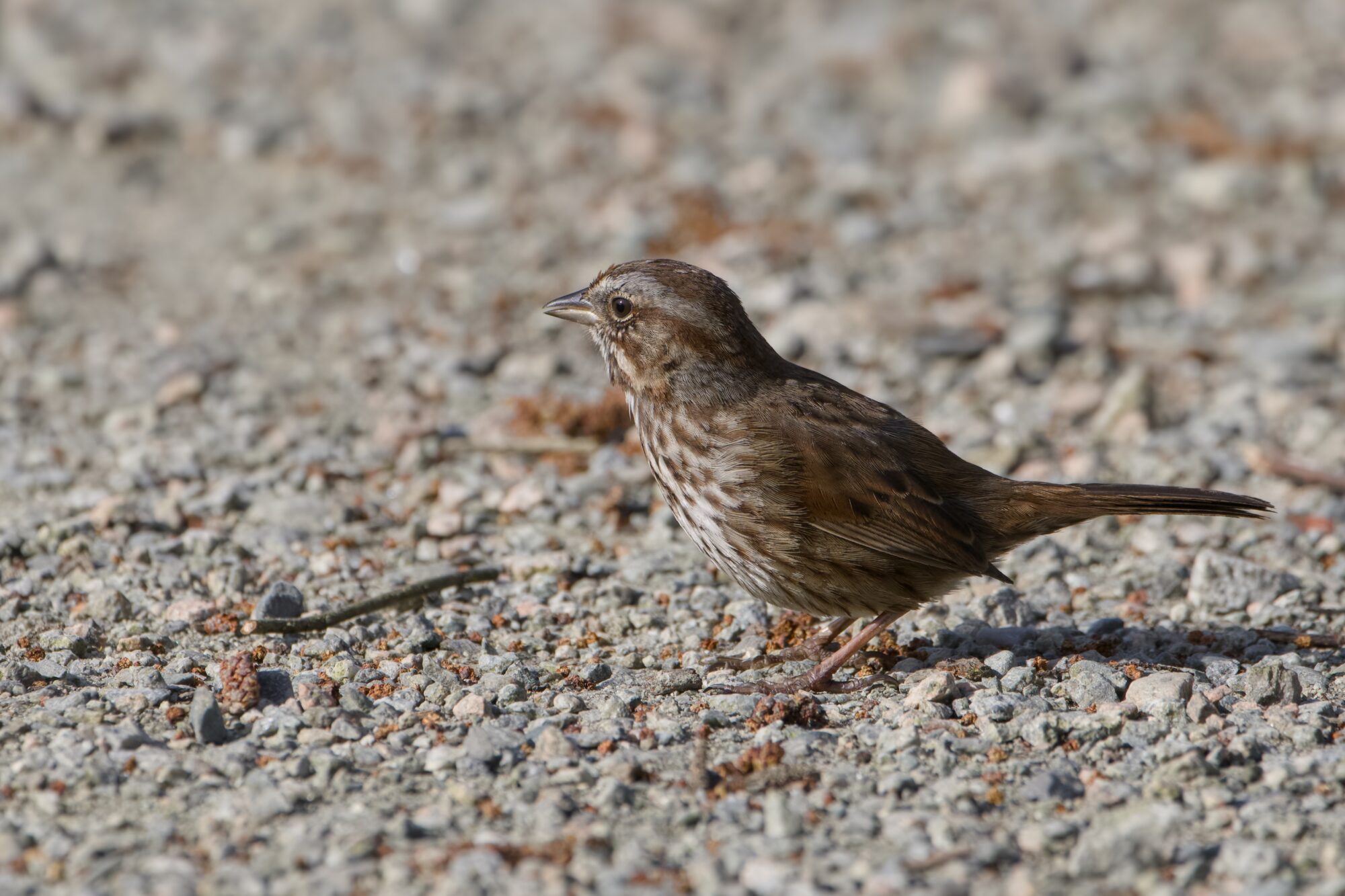 A Song Sparrow on the ground