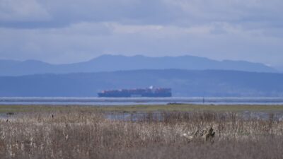 A cargo ship out in the water, beyond the marshes. Behind it, are low bluish mountains and a partly cloudy sky