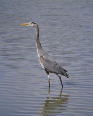 A Great Blue Heron is standing in shallow water, seen in profile, and looking alert