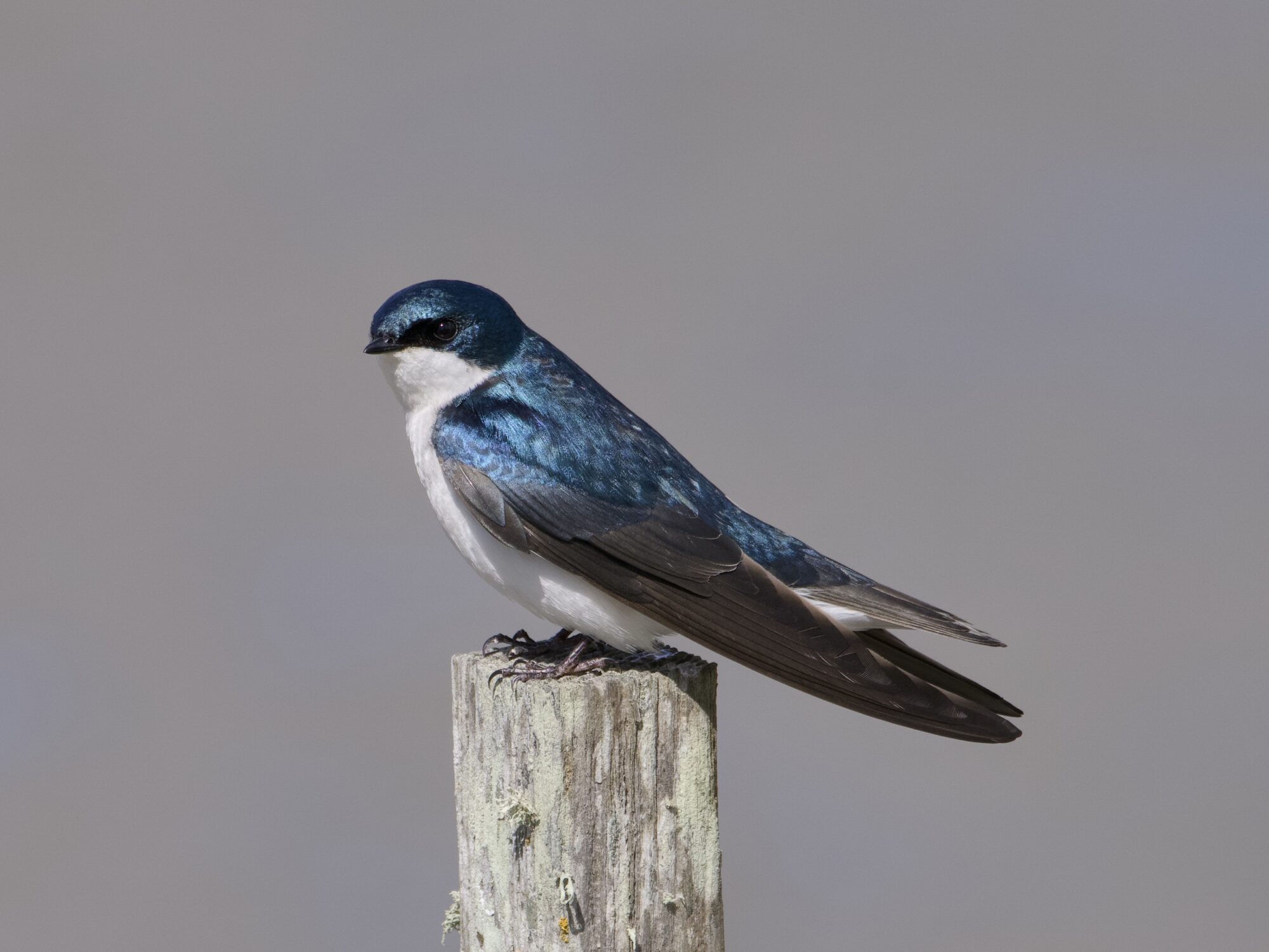 A male Tree Swallow is standing on a wooden post