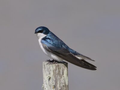 A male Tree Swallow is standing on a wooden post