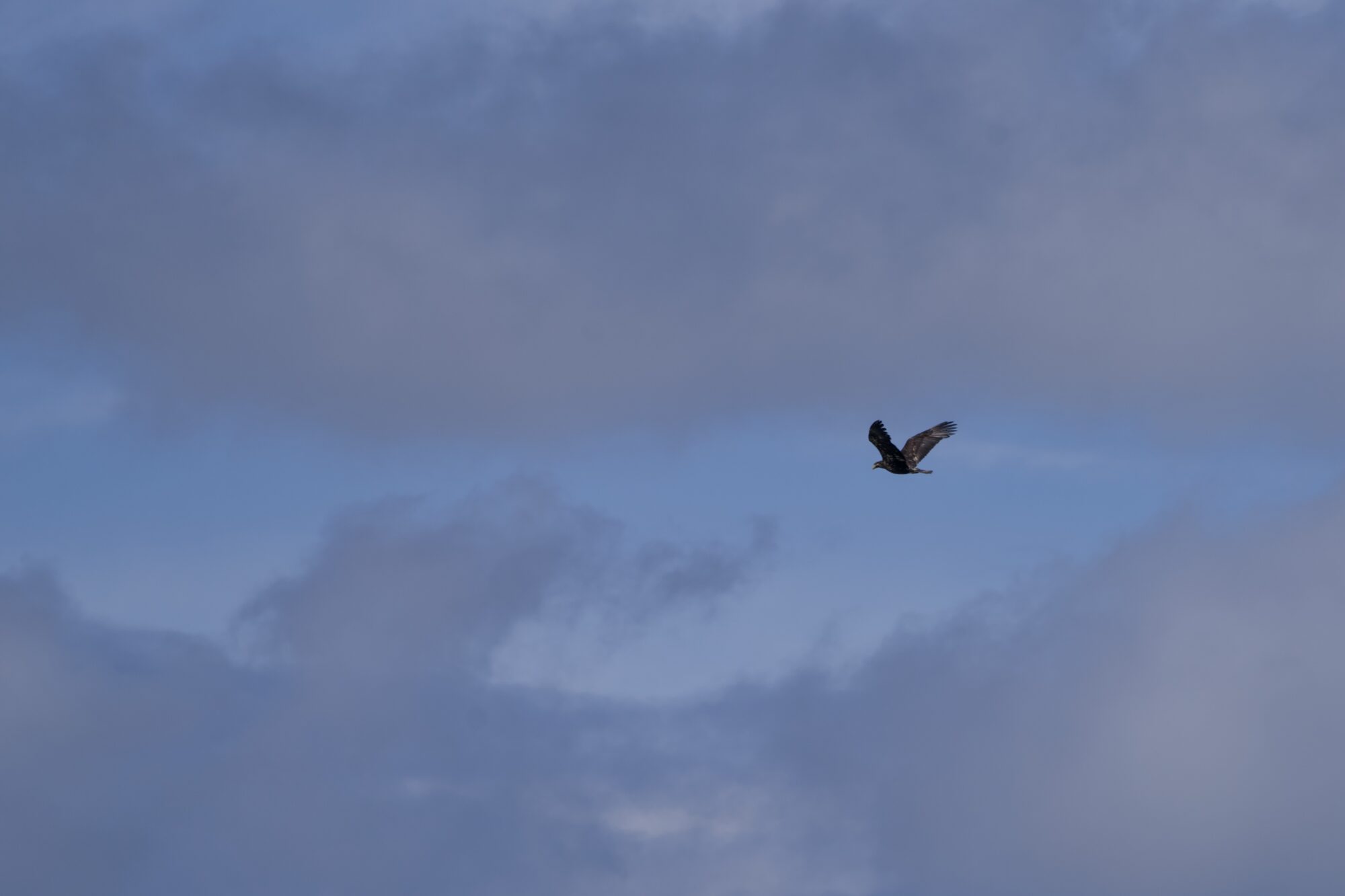 A faraway immature Bald Eagle is flying high in the sky, surrounded by a lot of blue and clouds