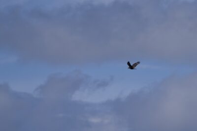 A faraway immature Bald Eagle is flying high in the sky, surrounded by a lot of blue and clouds