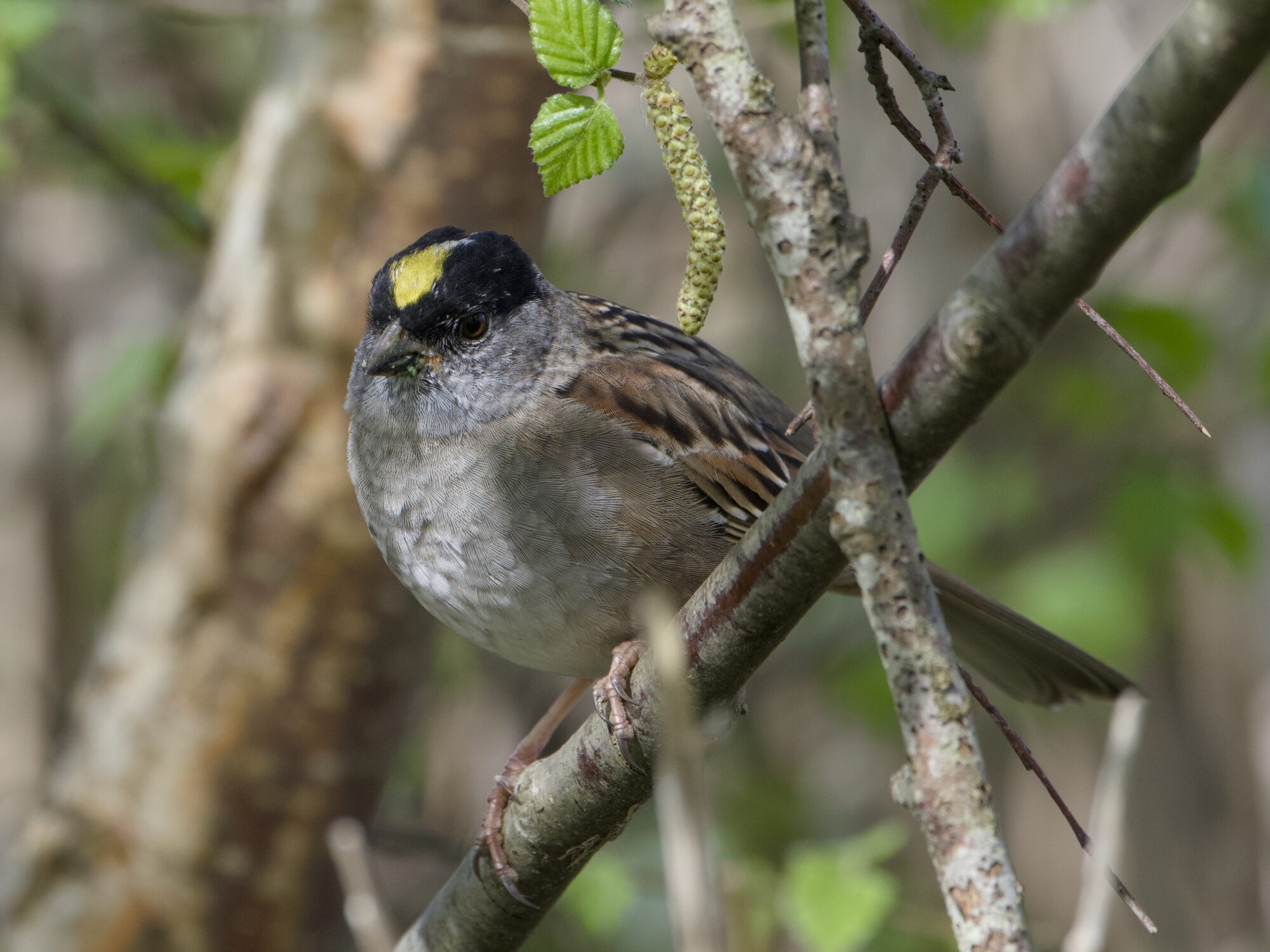 A Golden-crowned Sparrow is on a branch, looking out