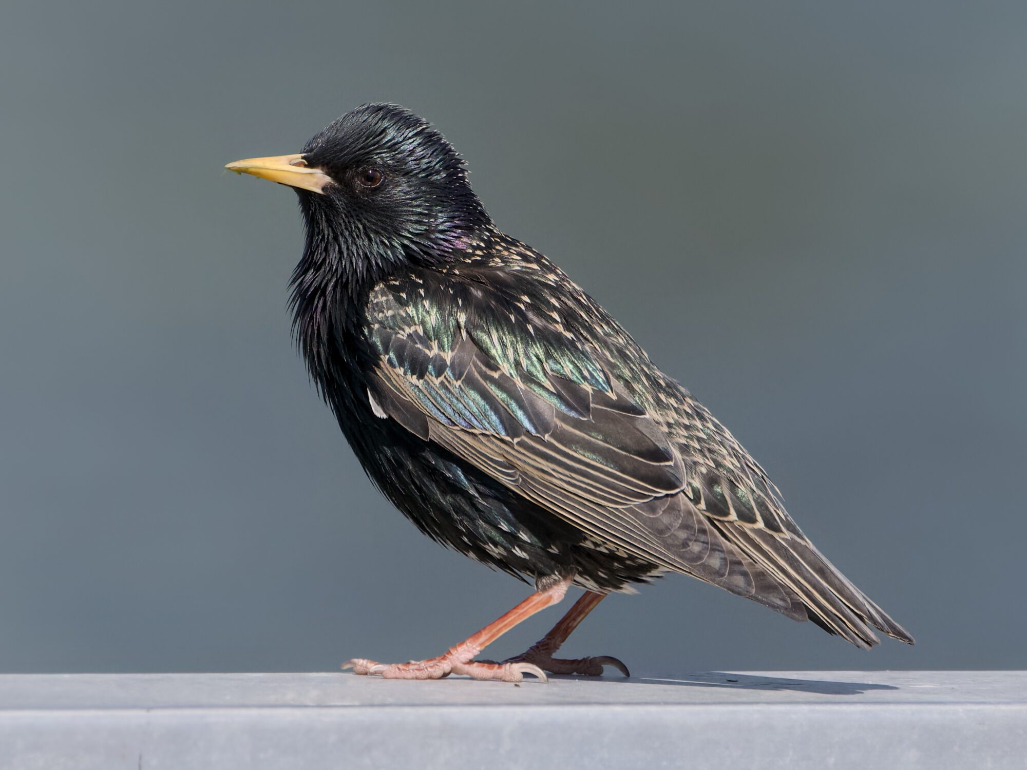 An adult European Starling on a a metal fence, proudly sitting in profile. Every feather is iridescing in the sun