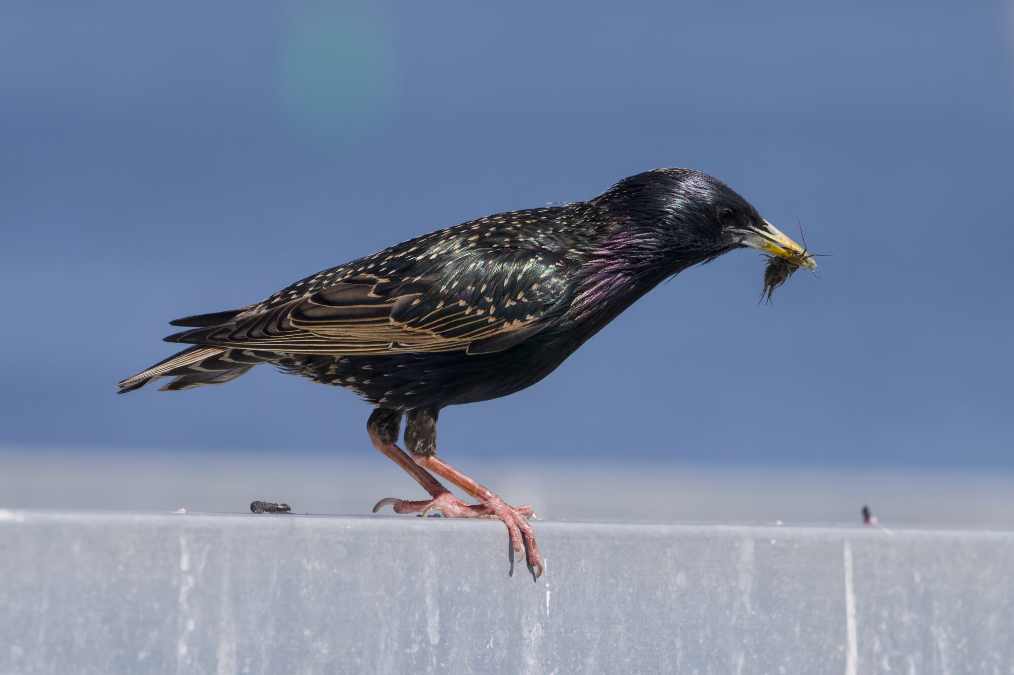 An adult European Starling on a wooden fence, holding a many-legged critted in its beak
