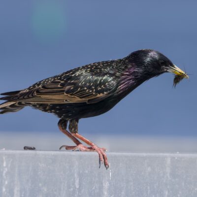 An adult European Starling on a wooden fence, holding a many-legged critted in its beak
