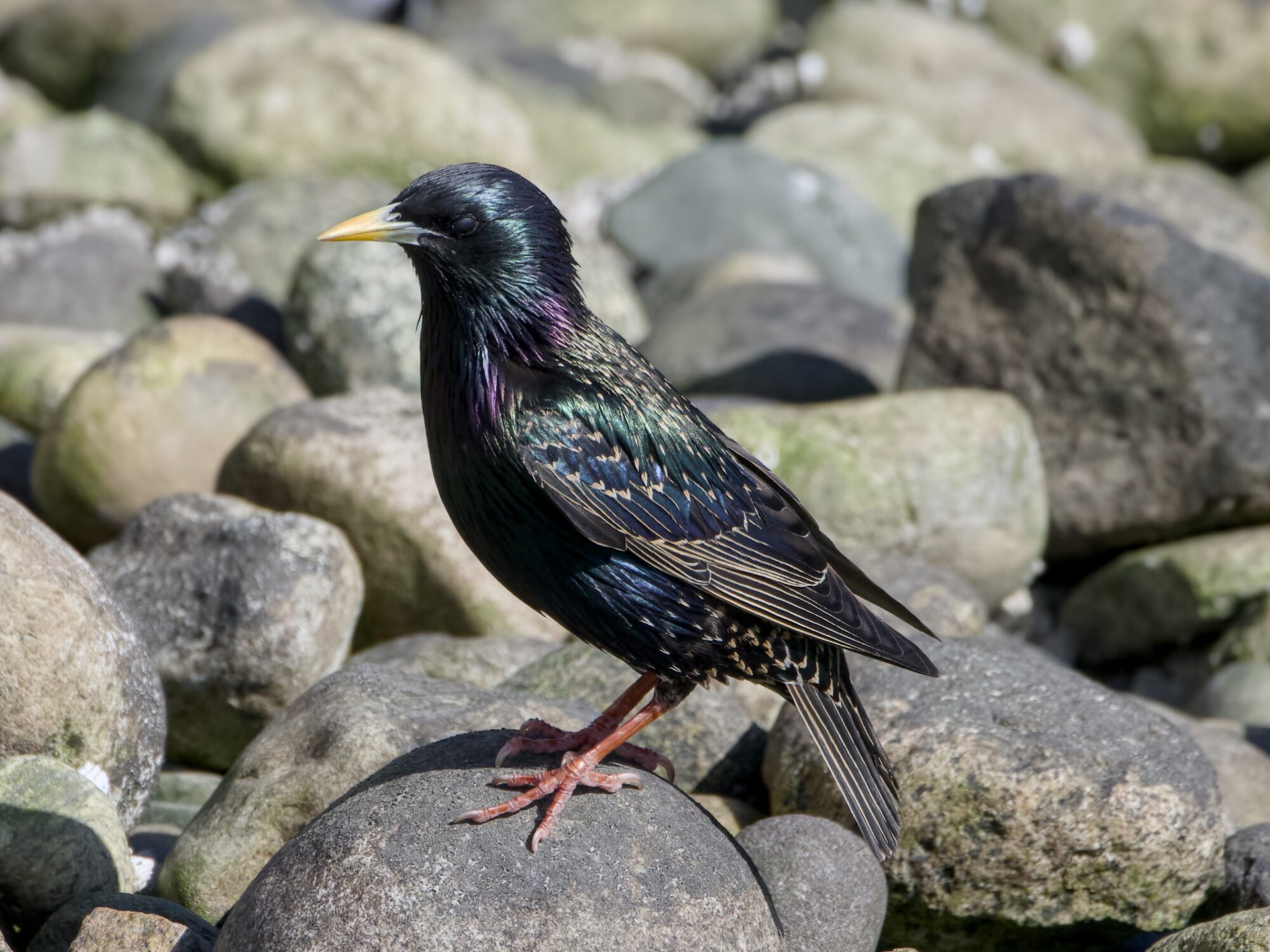 An adult European Starling on a rock, surrounded by a bunch of rocks