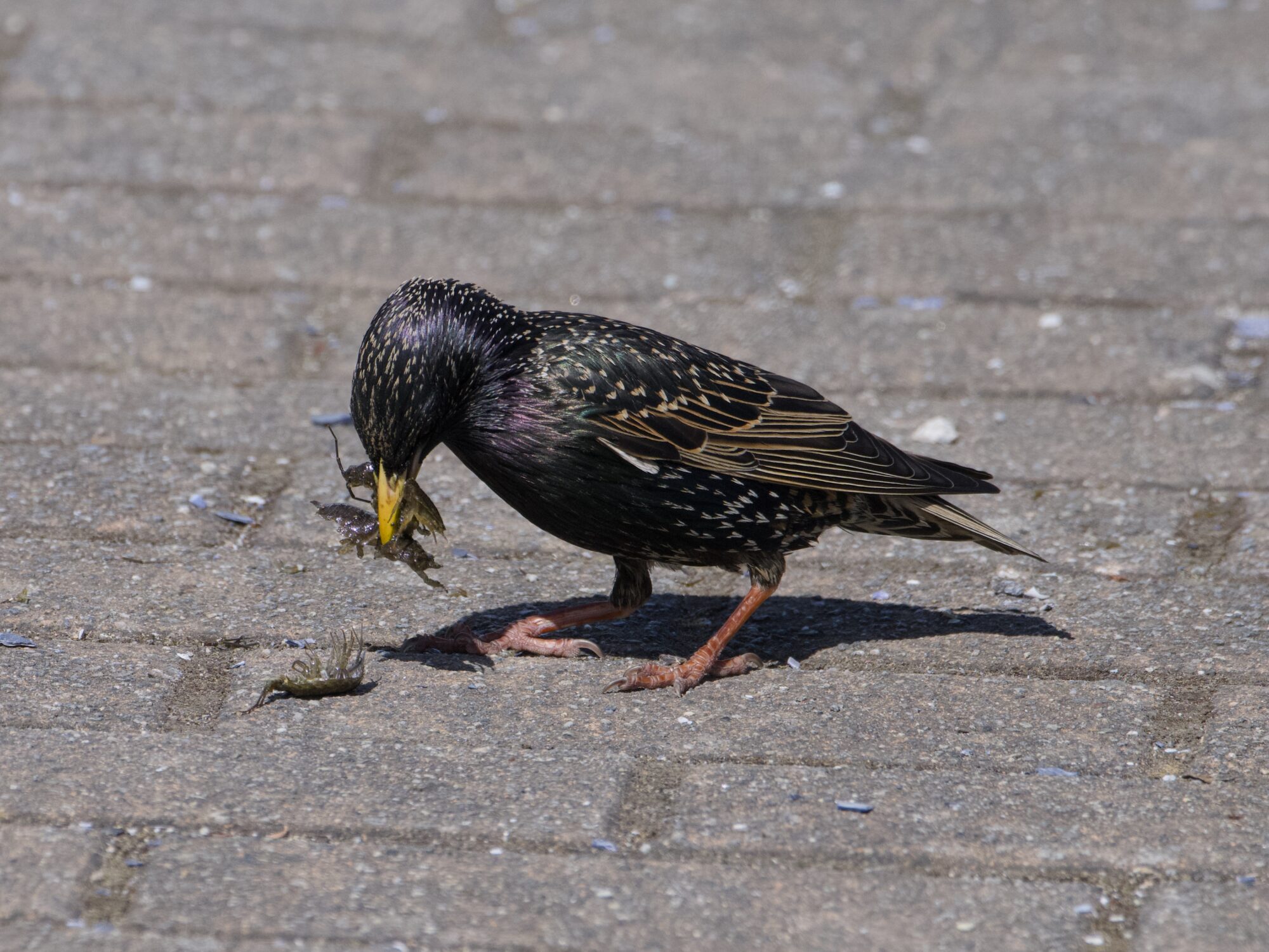 An adult European Starling on a paved surface, holding two many-legged isopod critters in its beak, and looking down at a third, which it just dropped