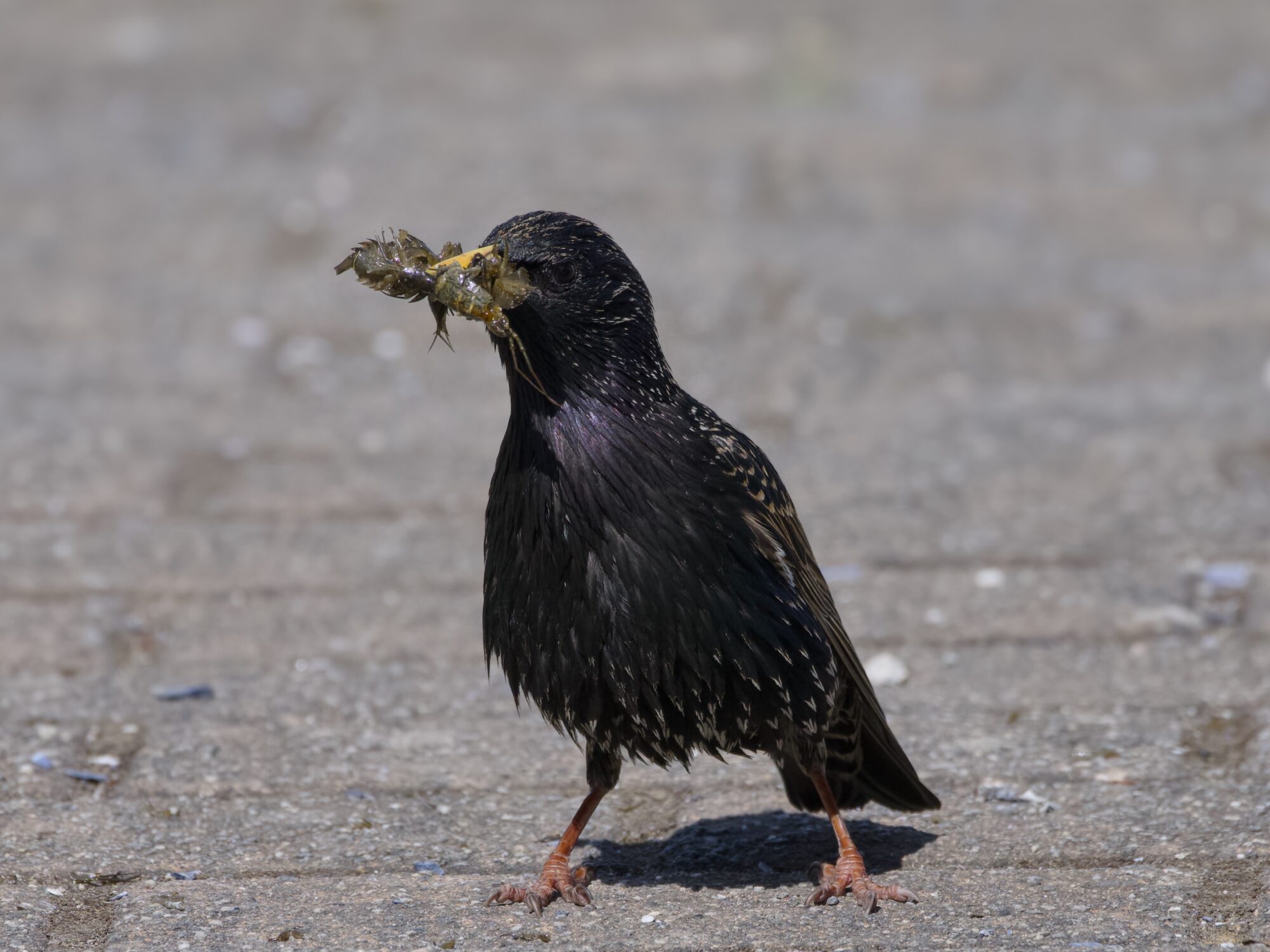 An adult European Starling on a paved surface, holding three many-legged isopod critters in its beak