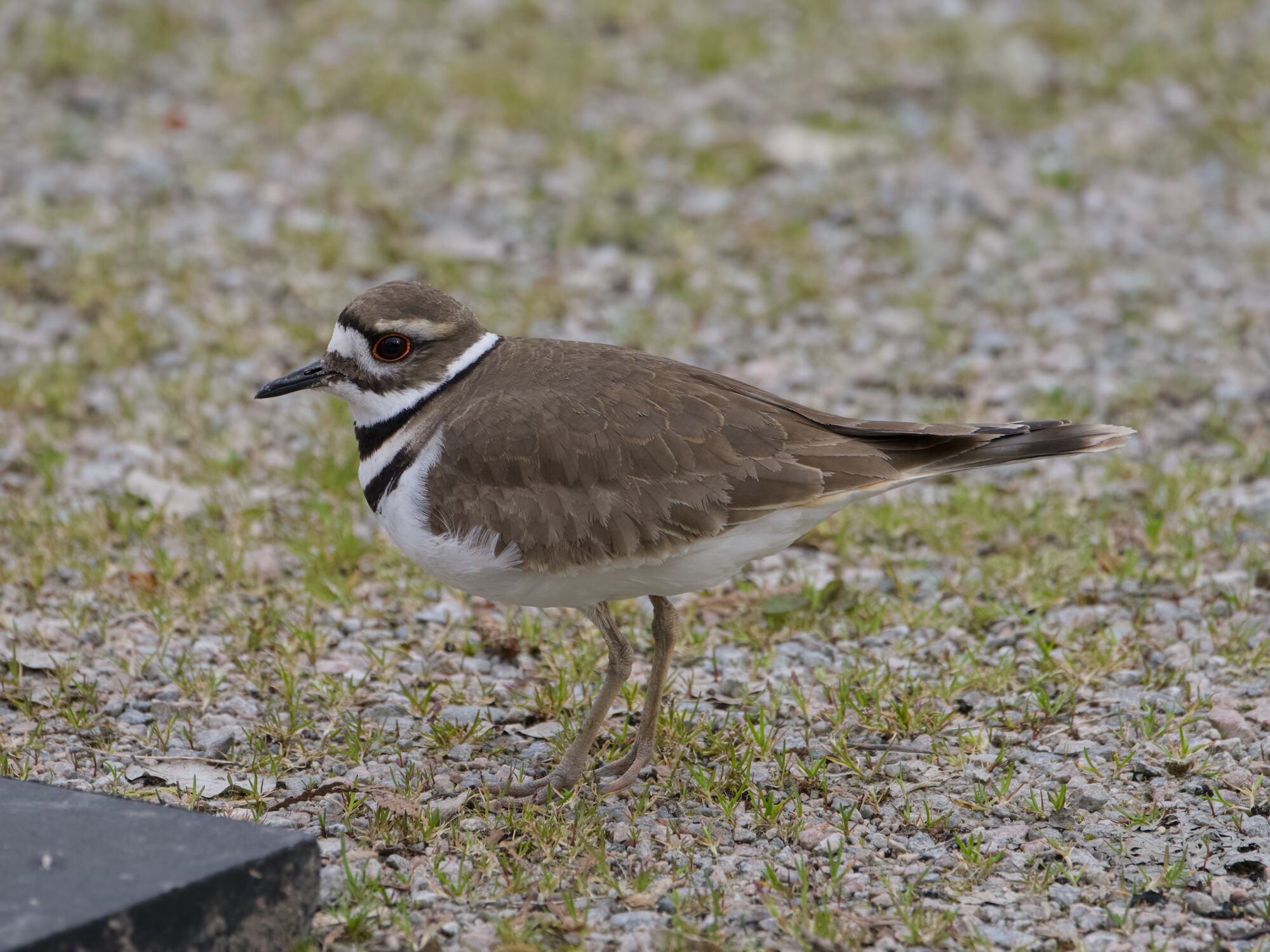 A Killdeer standing on short grass