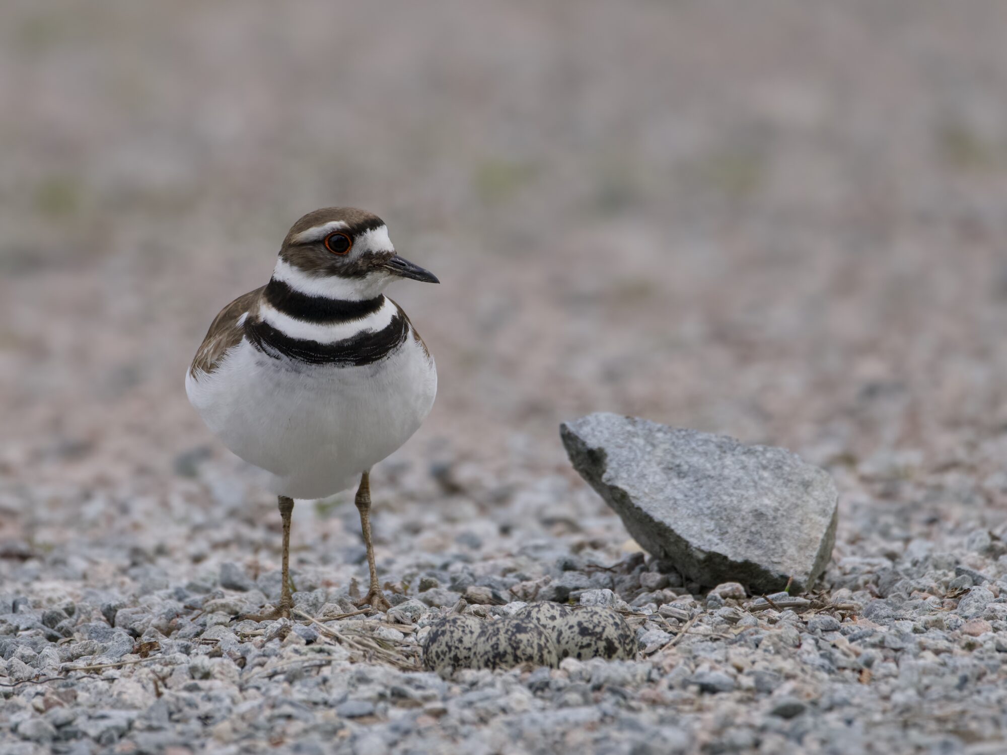 An adult Killdeer on a gravelly surface, next to a small rock and a clutch of speckled grey eggs