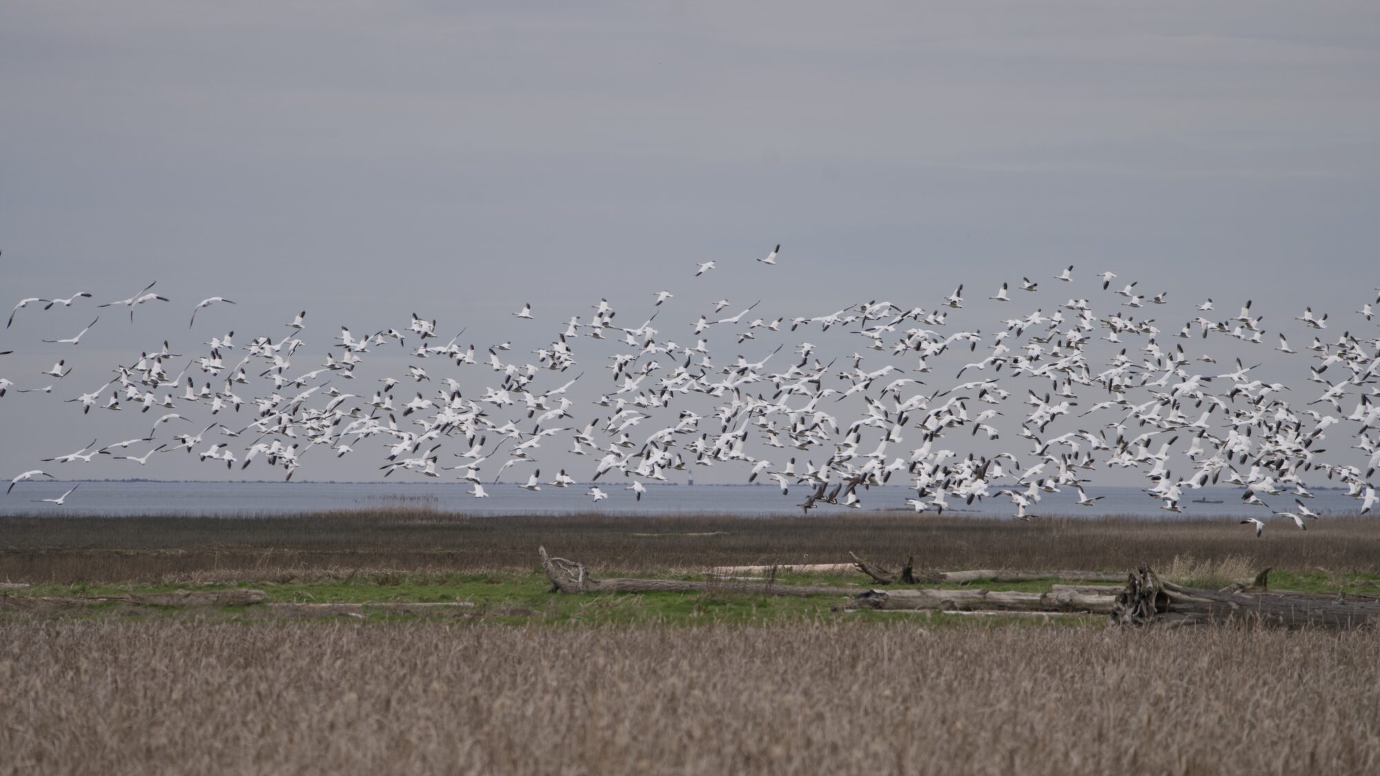 A mass of Snow Geese are flying in the distance above the marshes. There are a small handful of White-fronted Geese flying amongst them