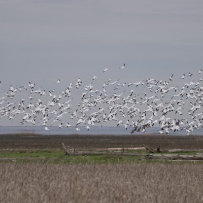 A mass of Snow Geese are flying in the distance above the marshes. There are a small handful of White-fronted Geese flying amongst them