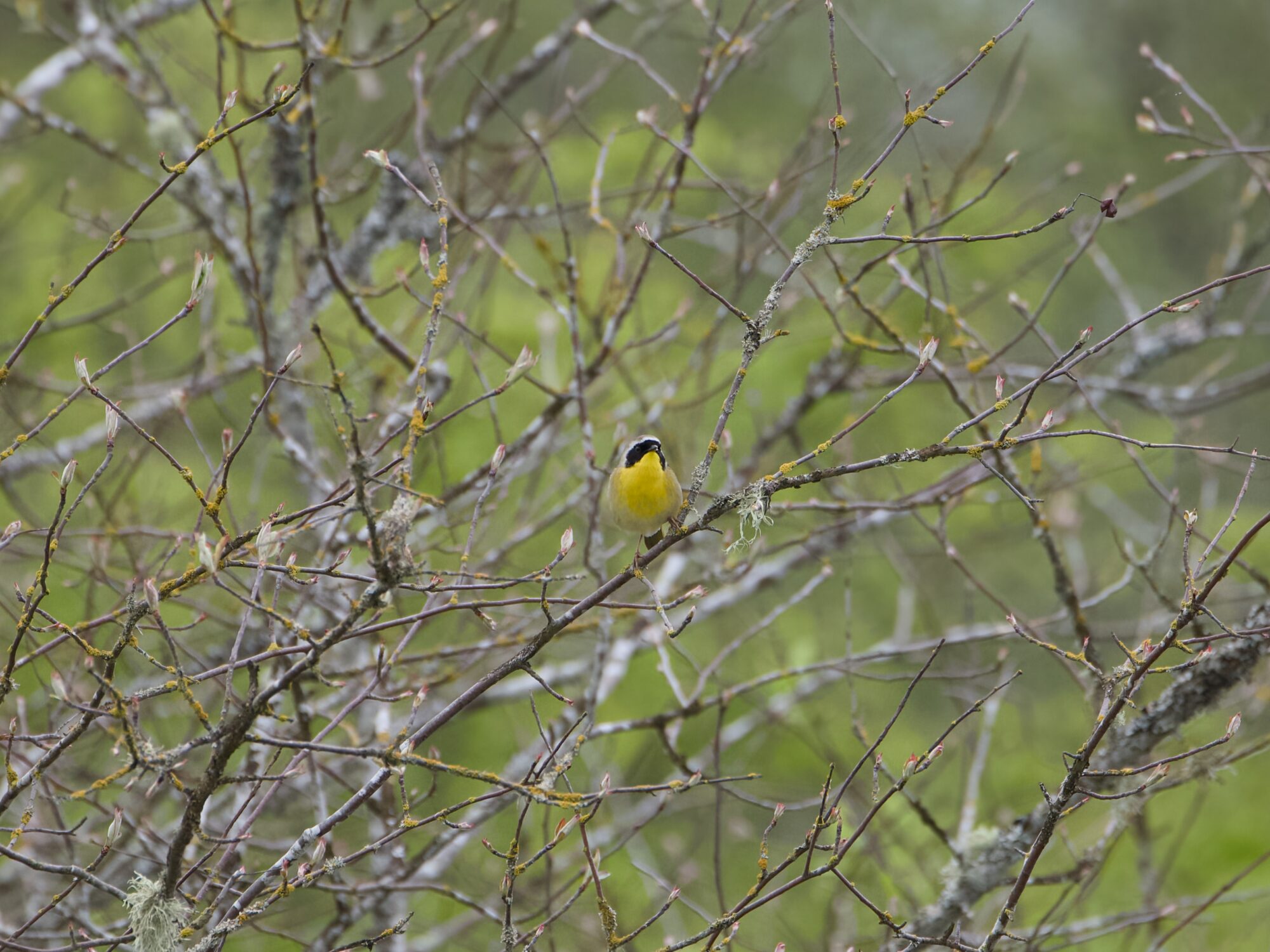A male Common Yellowthroat in a tree, at about eye level