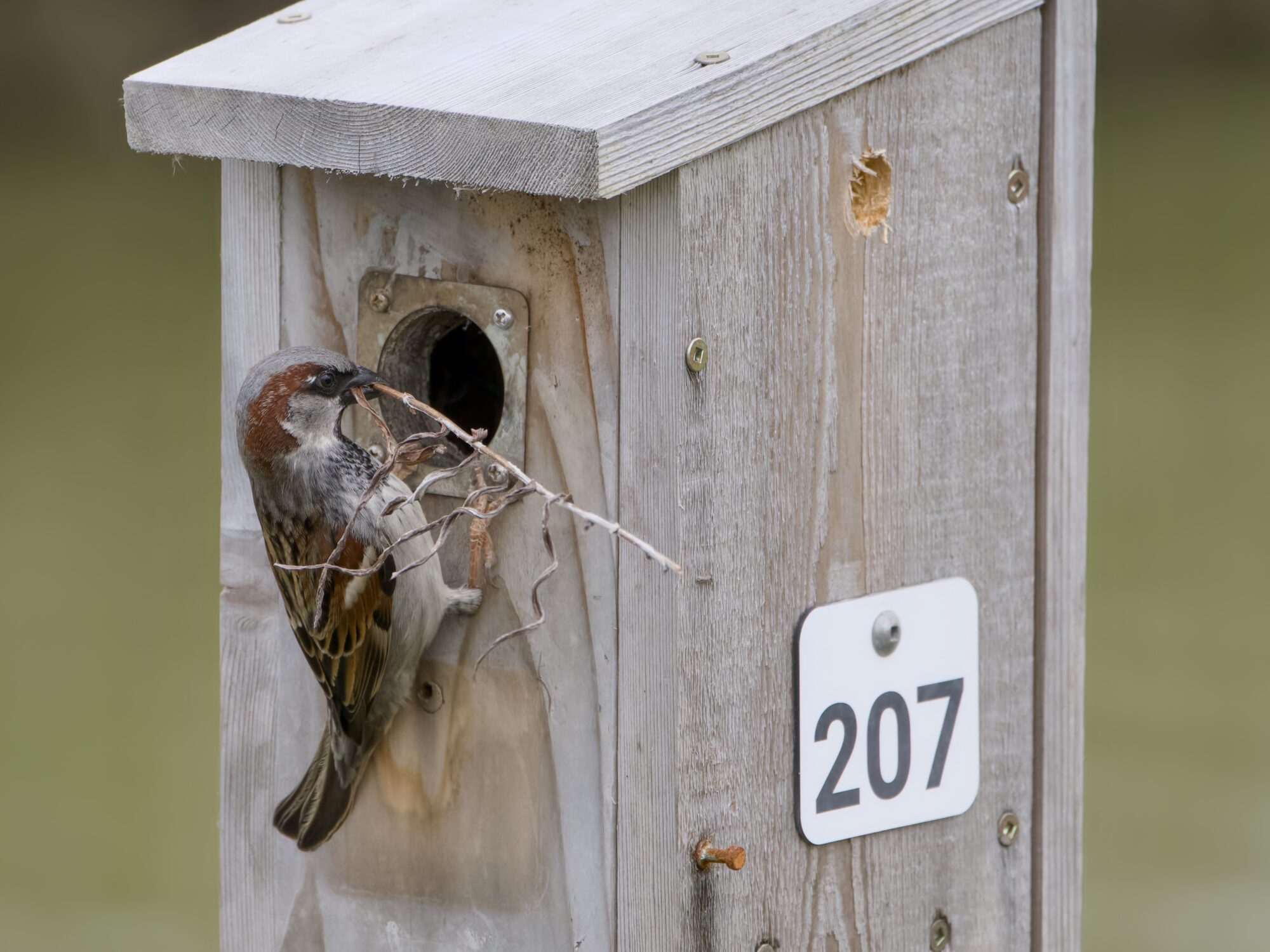 A male House Sparrow at the entrance to a nest box which should be for swallows. He is holding a stick about as long as he is, which is preventing him from entering