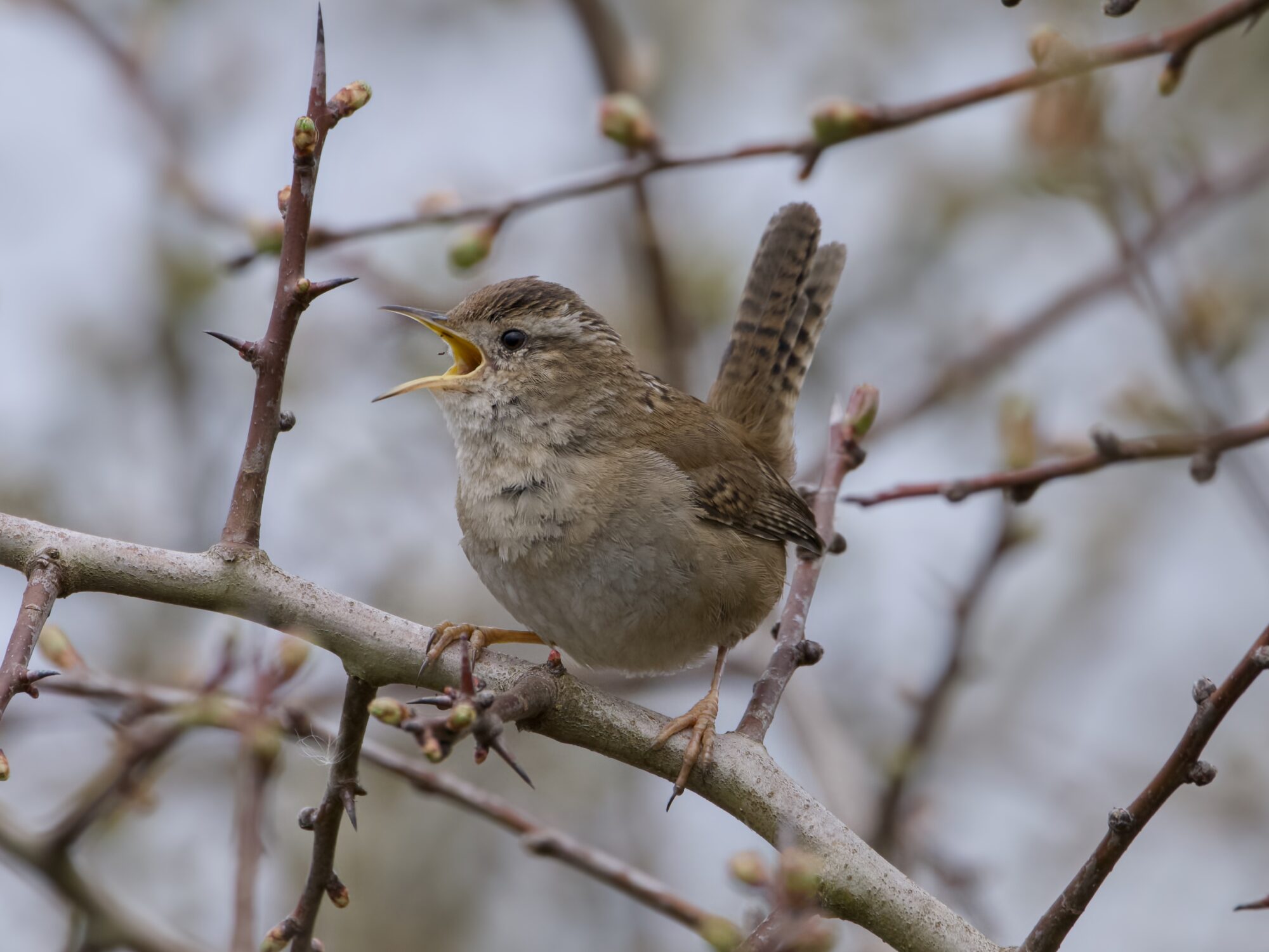 A Marsh Wren on a branch, singing out. It is surrounded by more bare branches, and the light is a bit dim