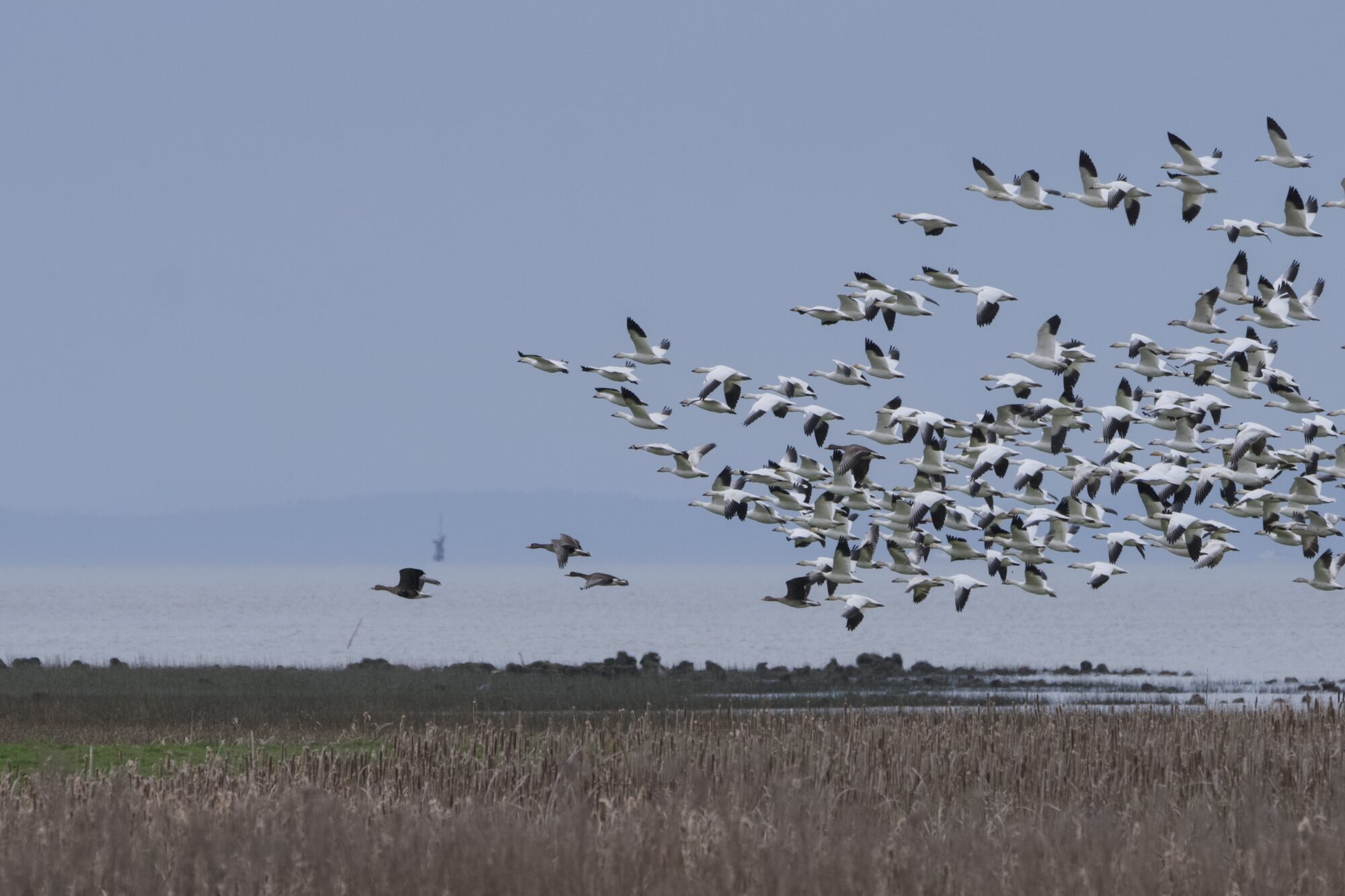 A mass of Snow Geese are flying in the distance above the marshes. There are a small handful of White-fronted Geese flying in front of them them