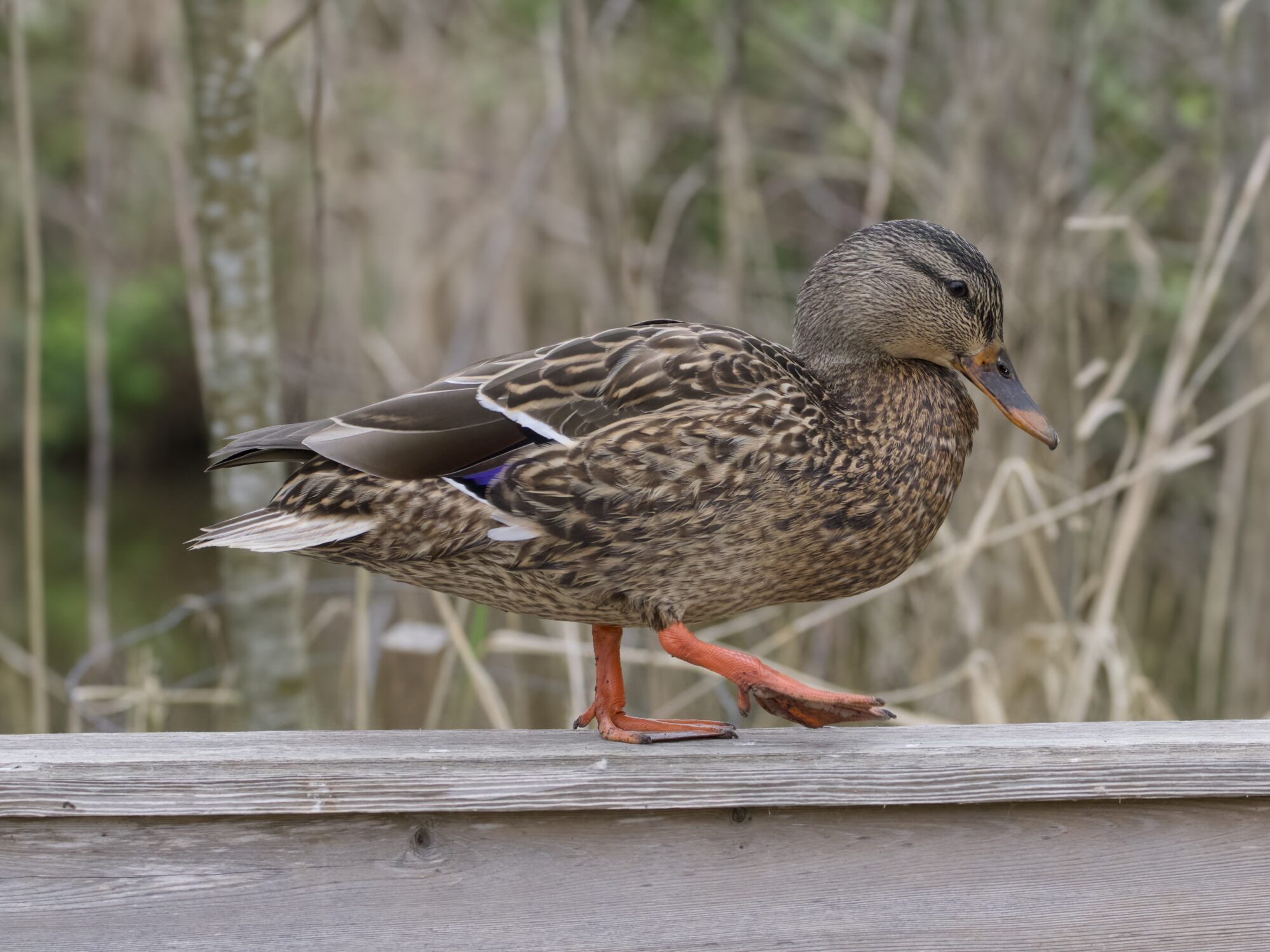 A female Mallard duck on a wooden fence, daintily stepping along