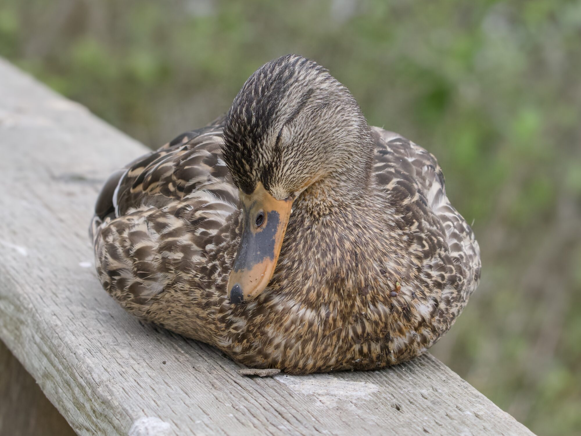 A female Mallard duck on a wooden fence, lying down, eyes closed and head resting on her chest