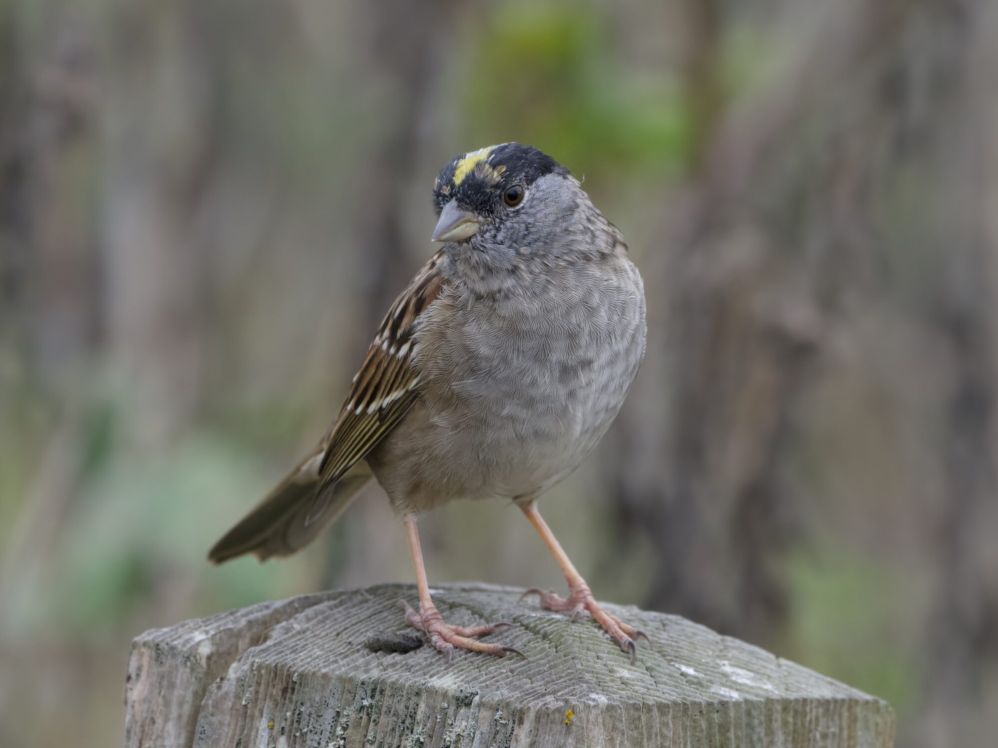 A Golden-crowned Sparrow, its head molting a bit, is standing on a wooden post and looking down a bit