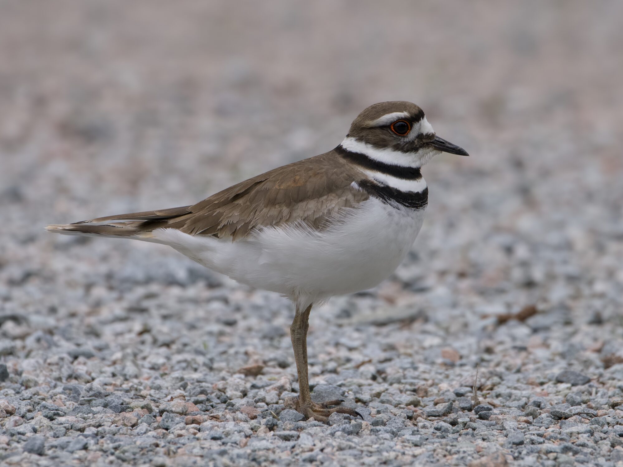 An adult Killdeer seen in profile, standing on gravelly ground