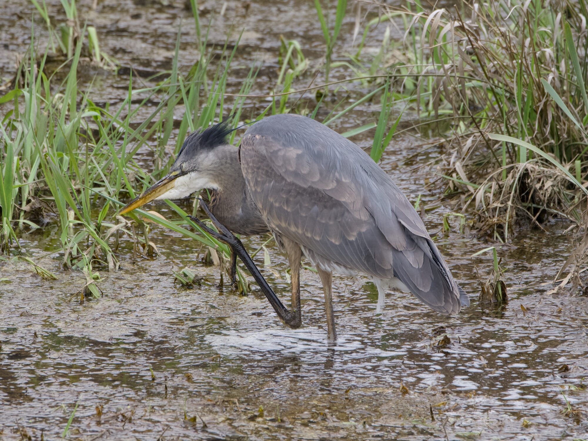 A Great Blue Heron standing in shallow mucky water, is scratching at its face