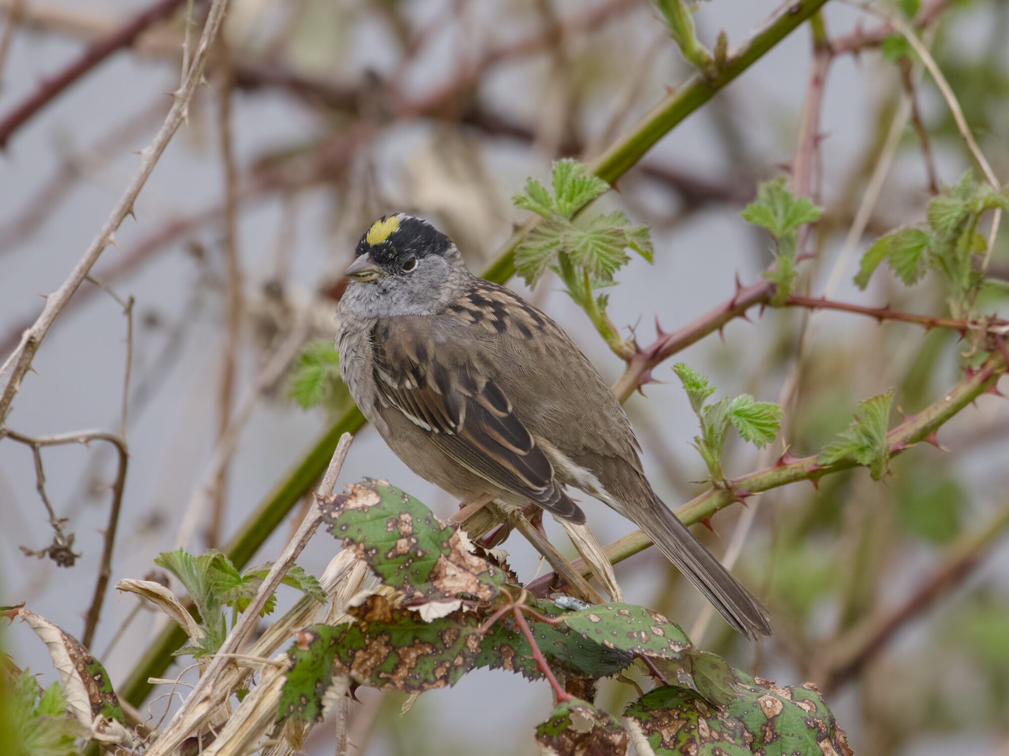 A Golden-crowned Sparrow in a bush
