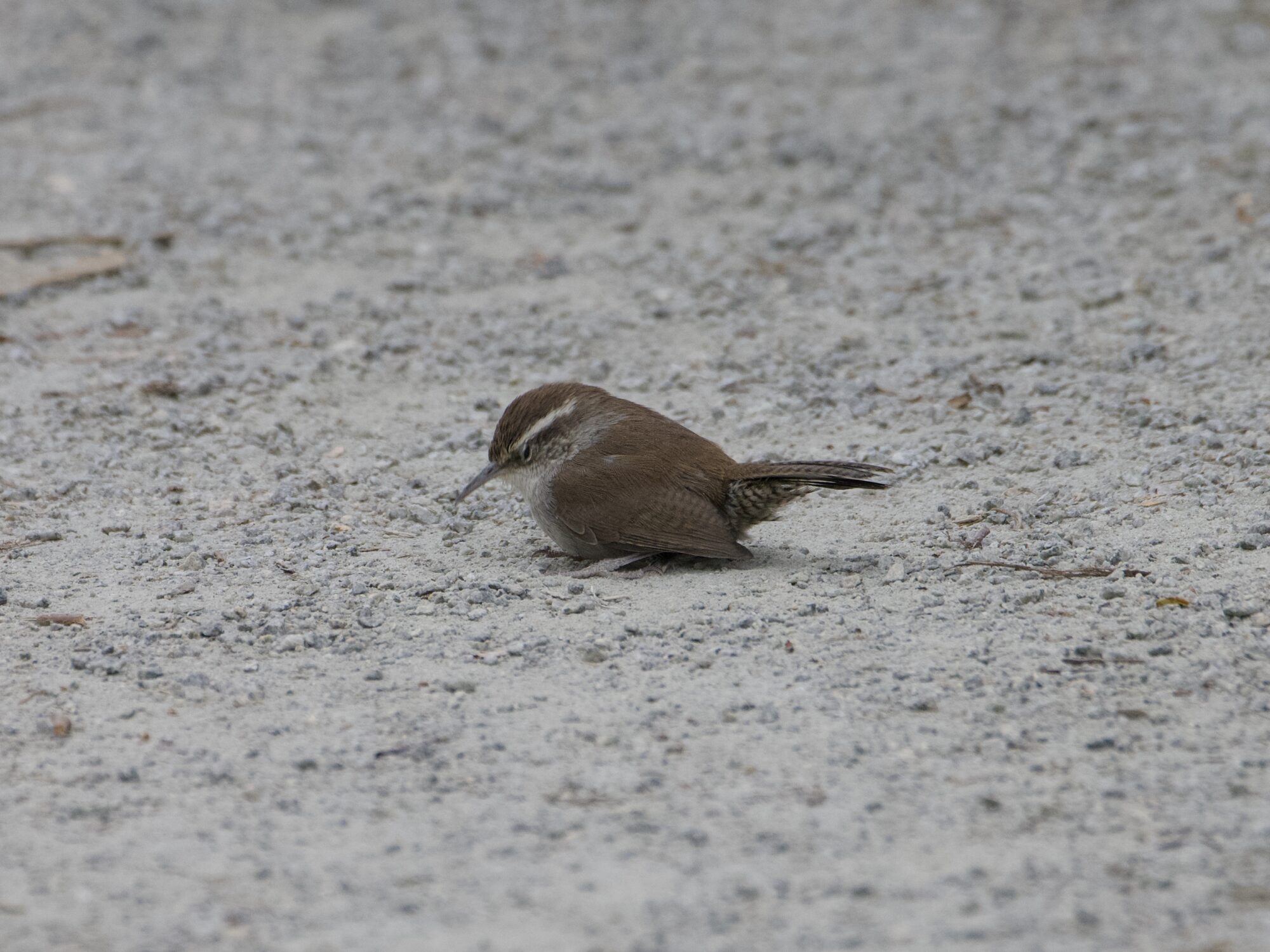 A Bewick's Wren on a gravelly dusty trail