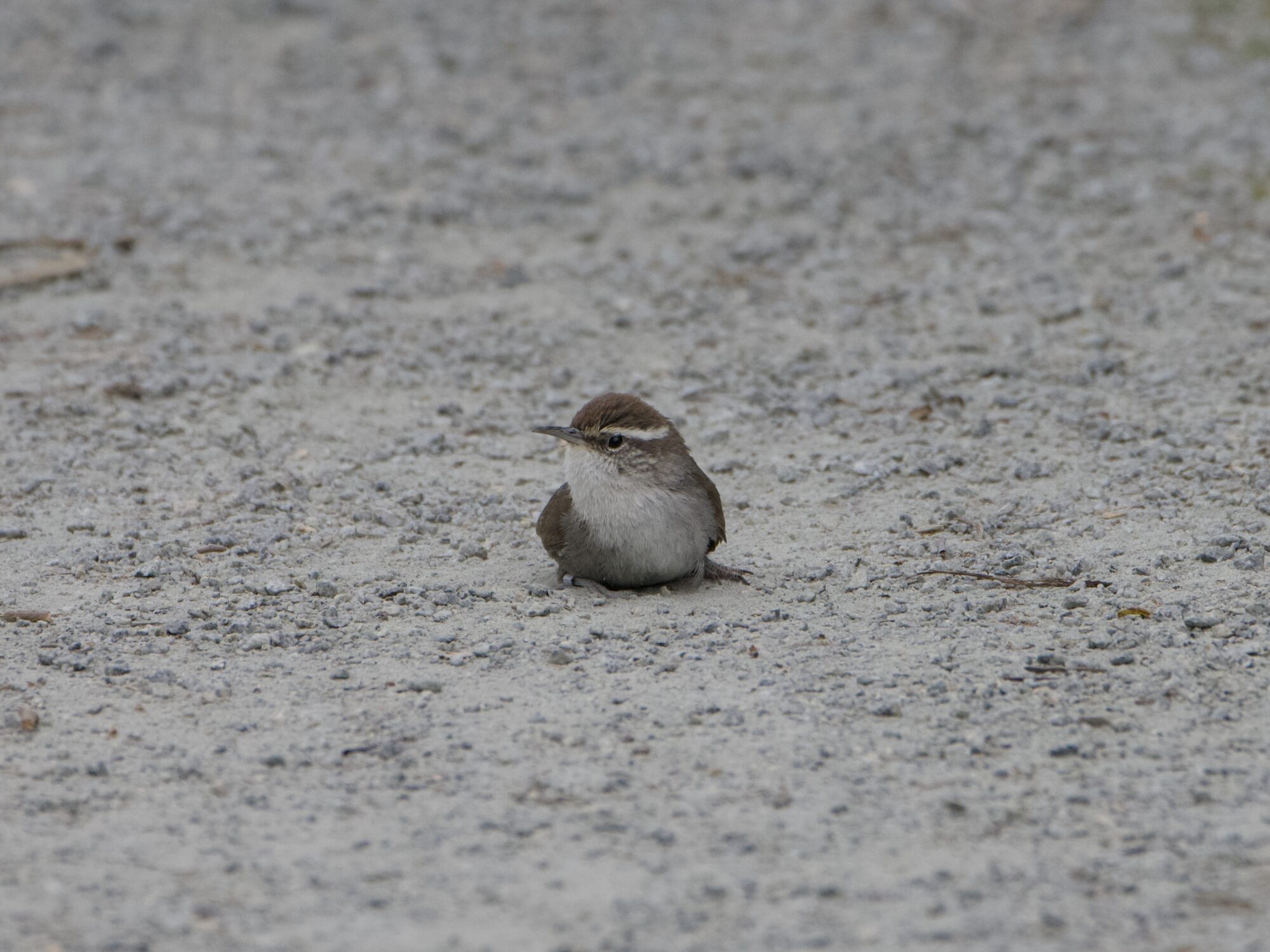 A Bewick's Wren on a gravelly dusty trail