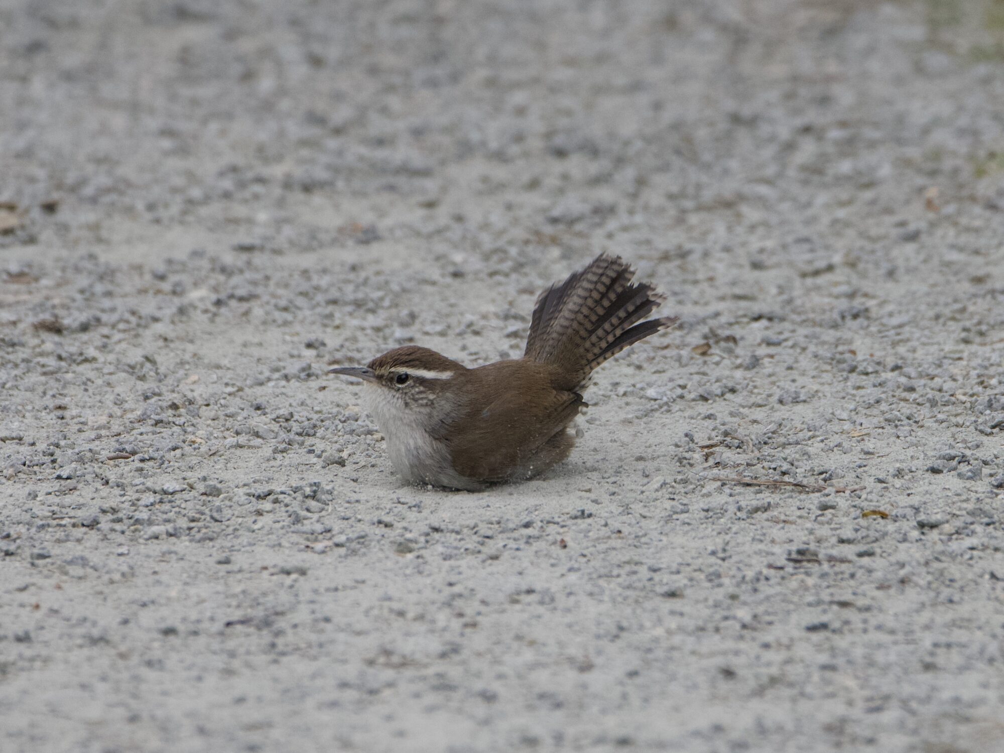 A Bewick's Wren on a gravelly dusty trail