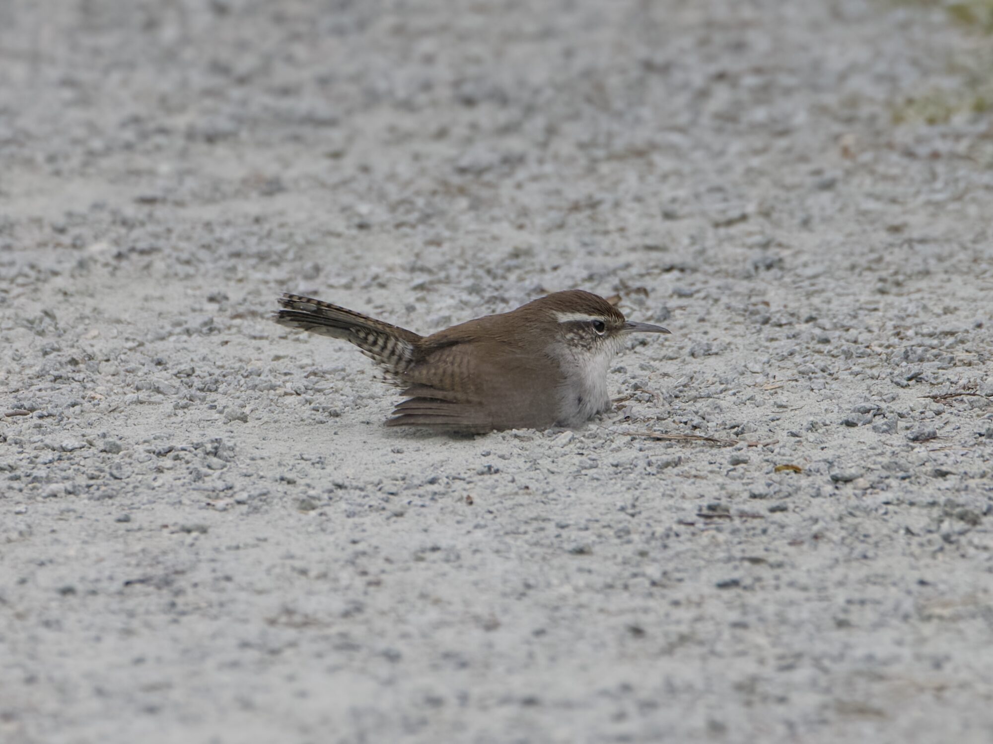 A Bewick's Wren on a gravelly dusty trail