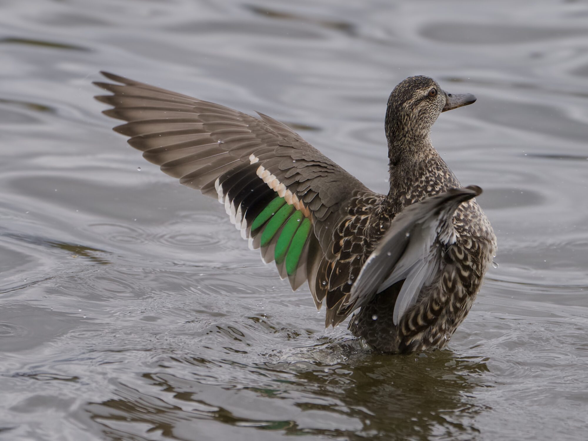 A female Northern Pintail in shallow water, rearing and flapping her wings