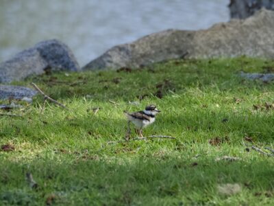 A long shot of a Killdeer juvenile,in lush green grass. In the background are some rocks, and beyond that, water