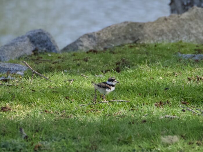 A long shot of a Killdeer juvenile,in lush green grass. In the background are some rocks, and beyond that, water