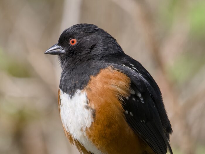 Closeup of a Spotted Towhee