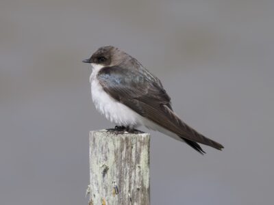 A Tree Swallow female is sitting on a wooden post, seen in profile. Her plumage is mostly grey, with just a bit of bluish iridescence around her shoulder and upper back