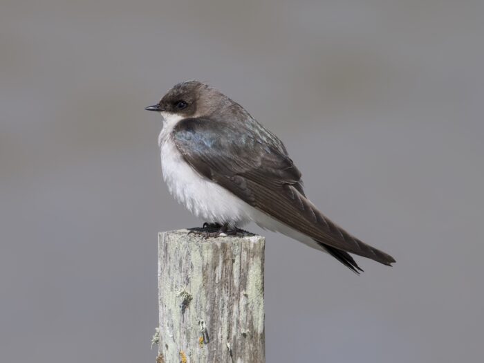 A Tree Swallow female is sitting on a wooden post, seen in profile. Her plumage is mostly grey, with just a bit of bluish iridescence around her shoulder and upper back